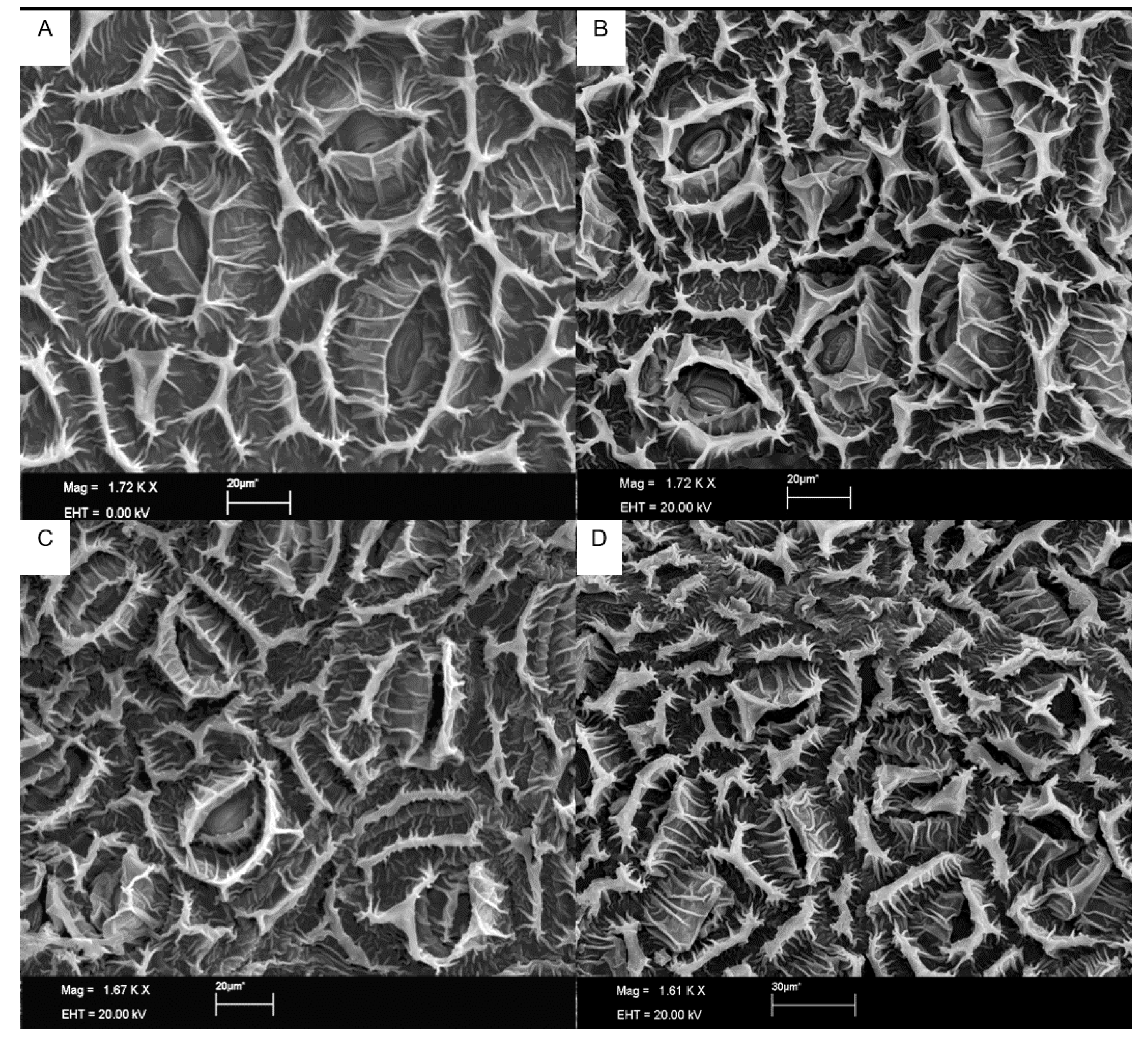 Plants 10 00985 g008