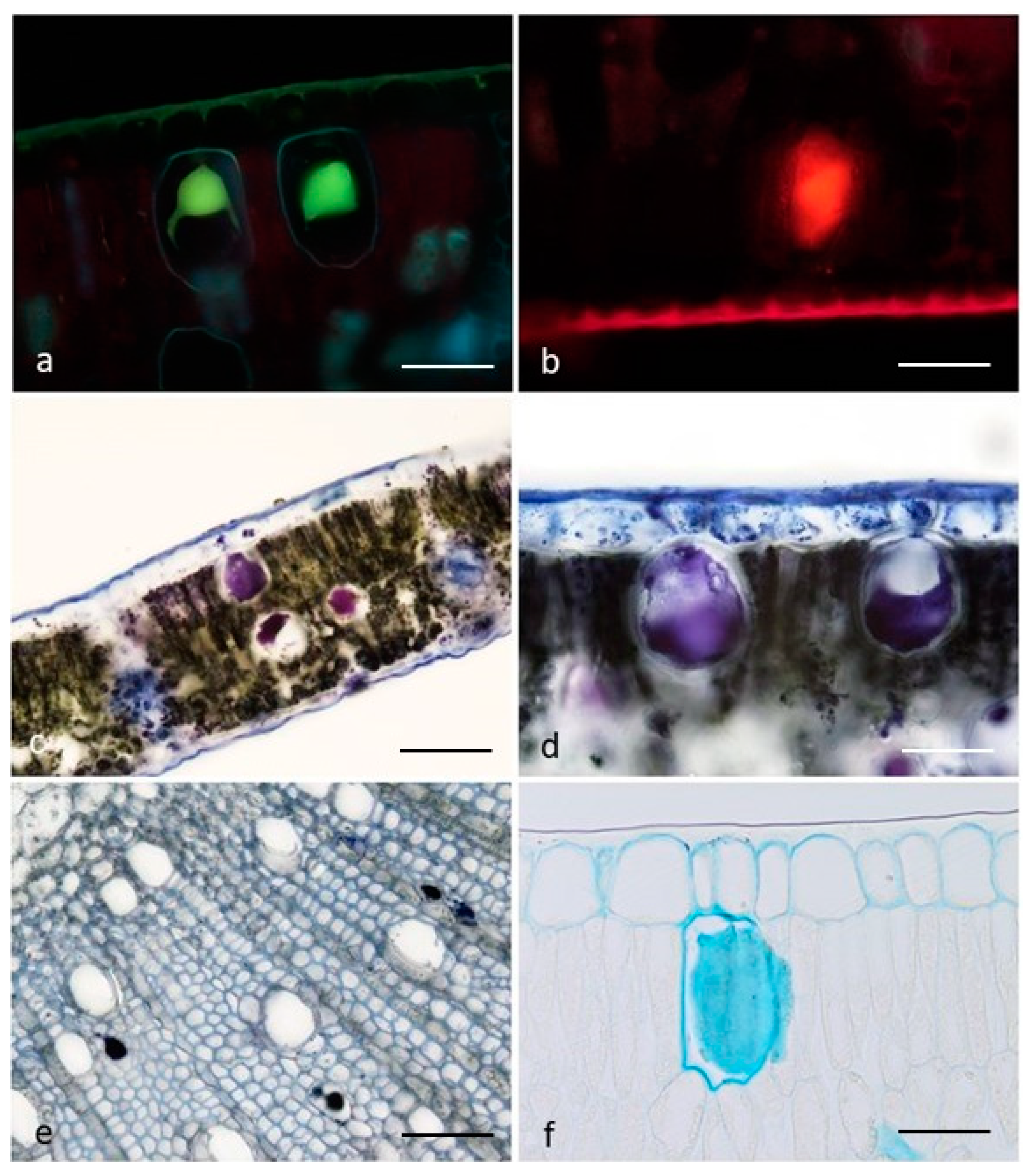 Plants 10 01008 g002