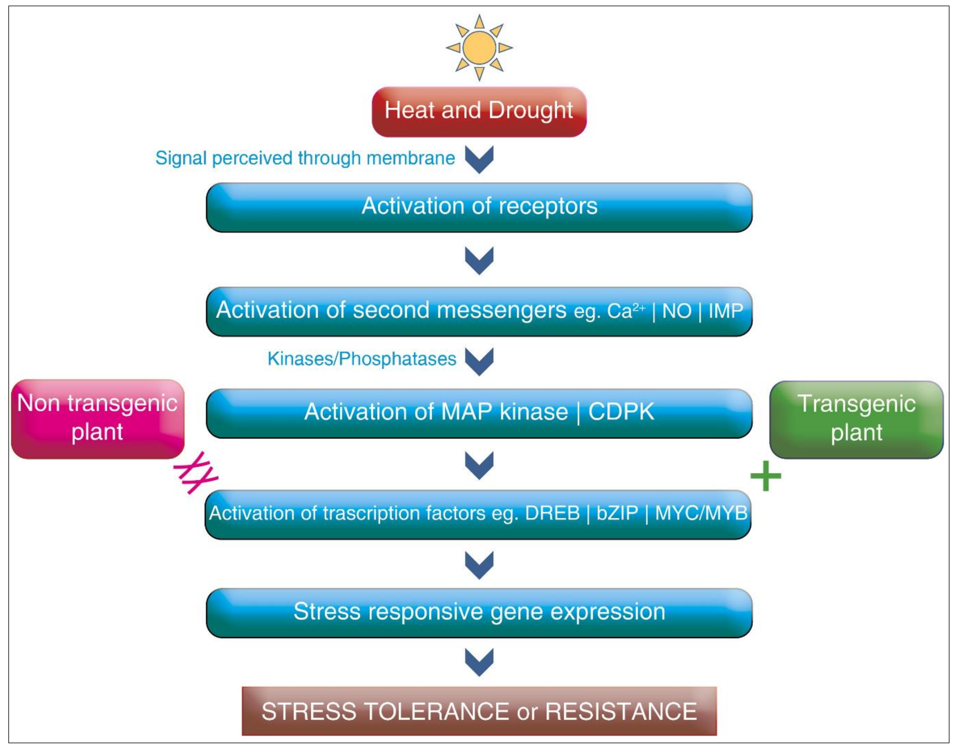 Plants 10 01038 g002