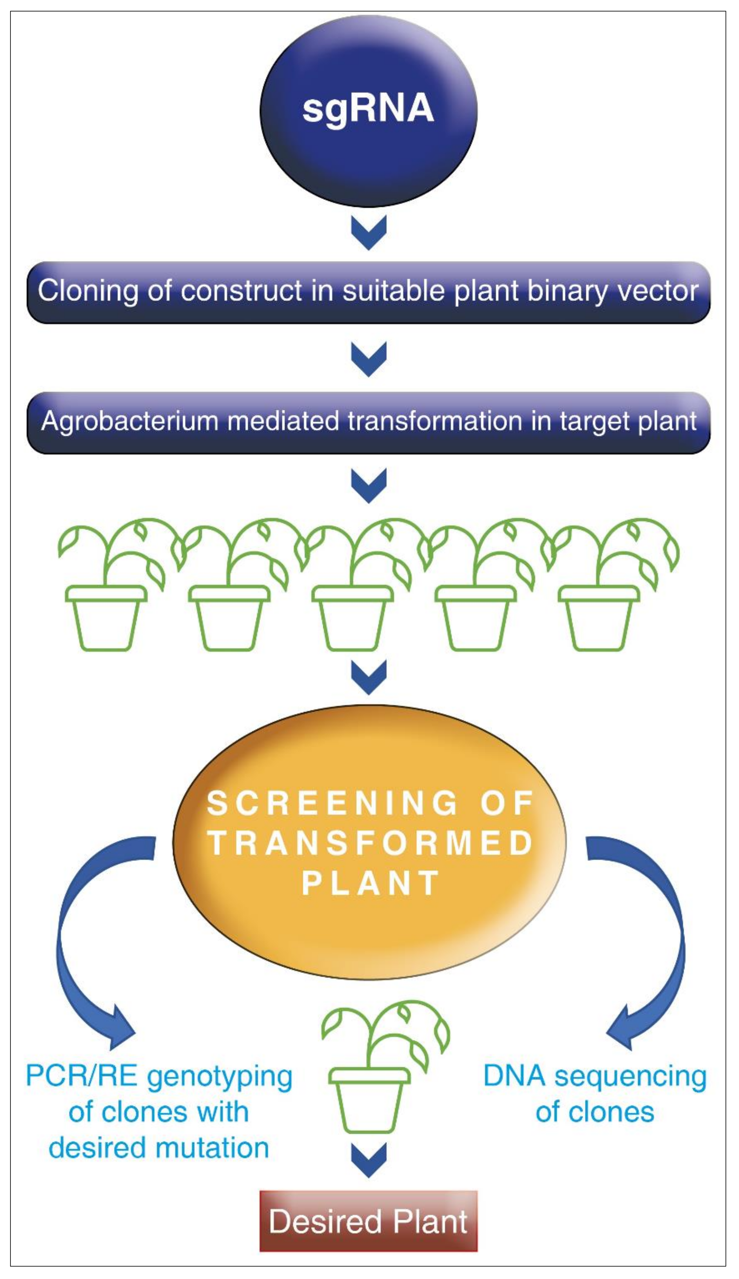 Plants 10 01038 g003
