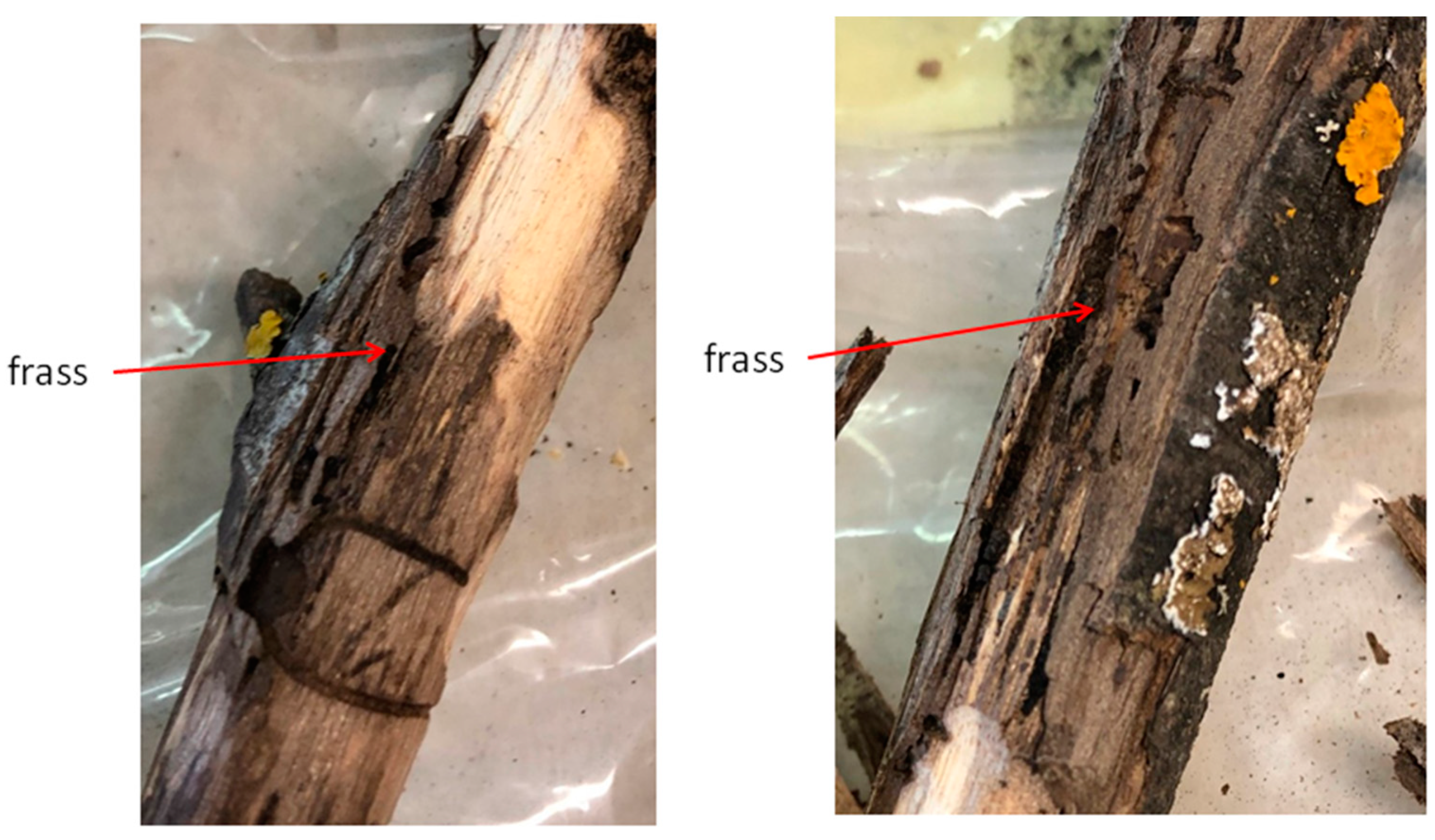 Plants 10 01048 g006