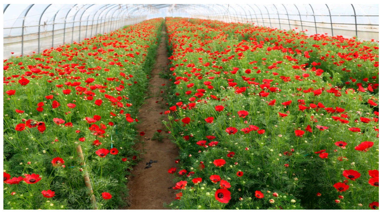 Plants 10 01059 g006