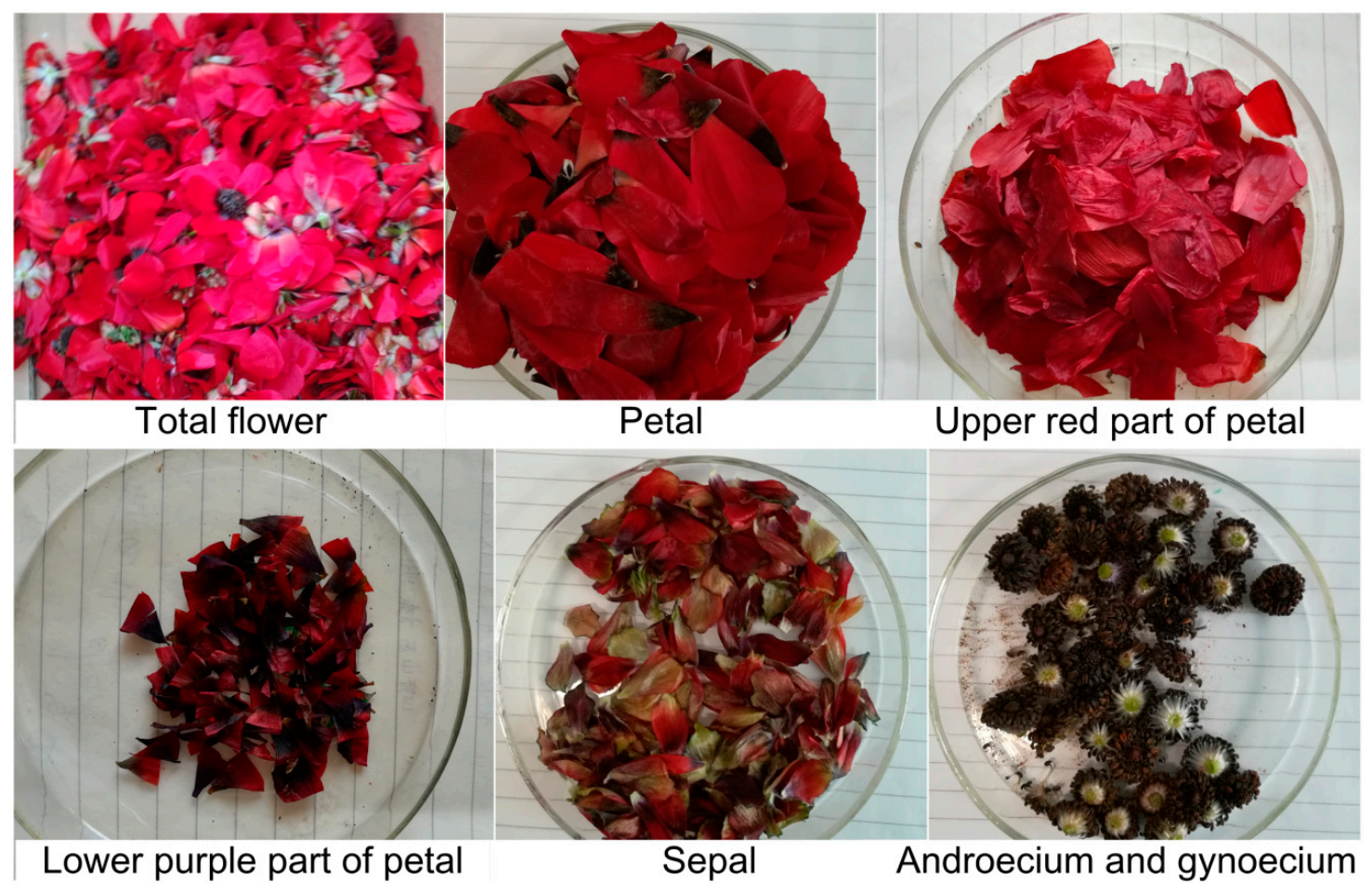 Plants 10 01059 g007