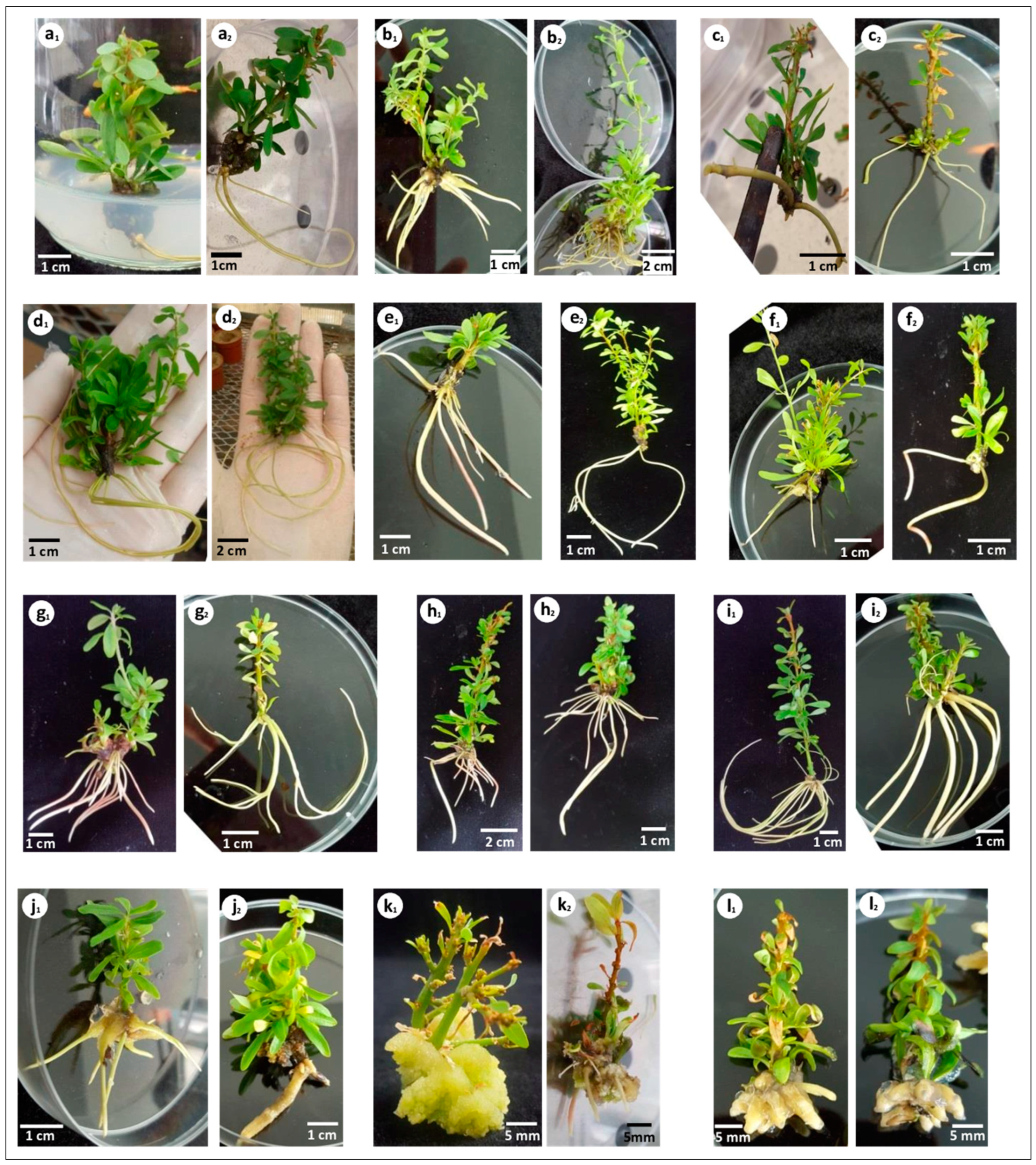 Plants 10 01062 g002