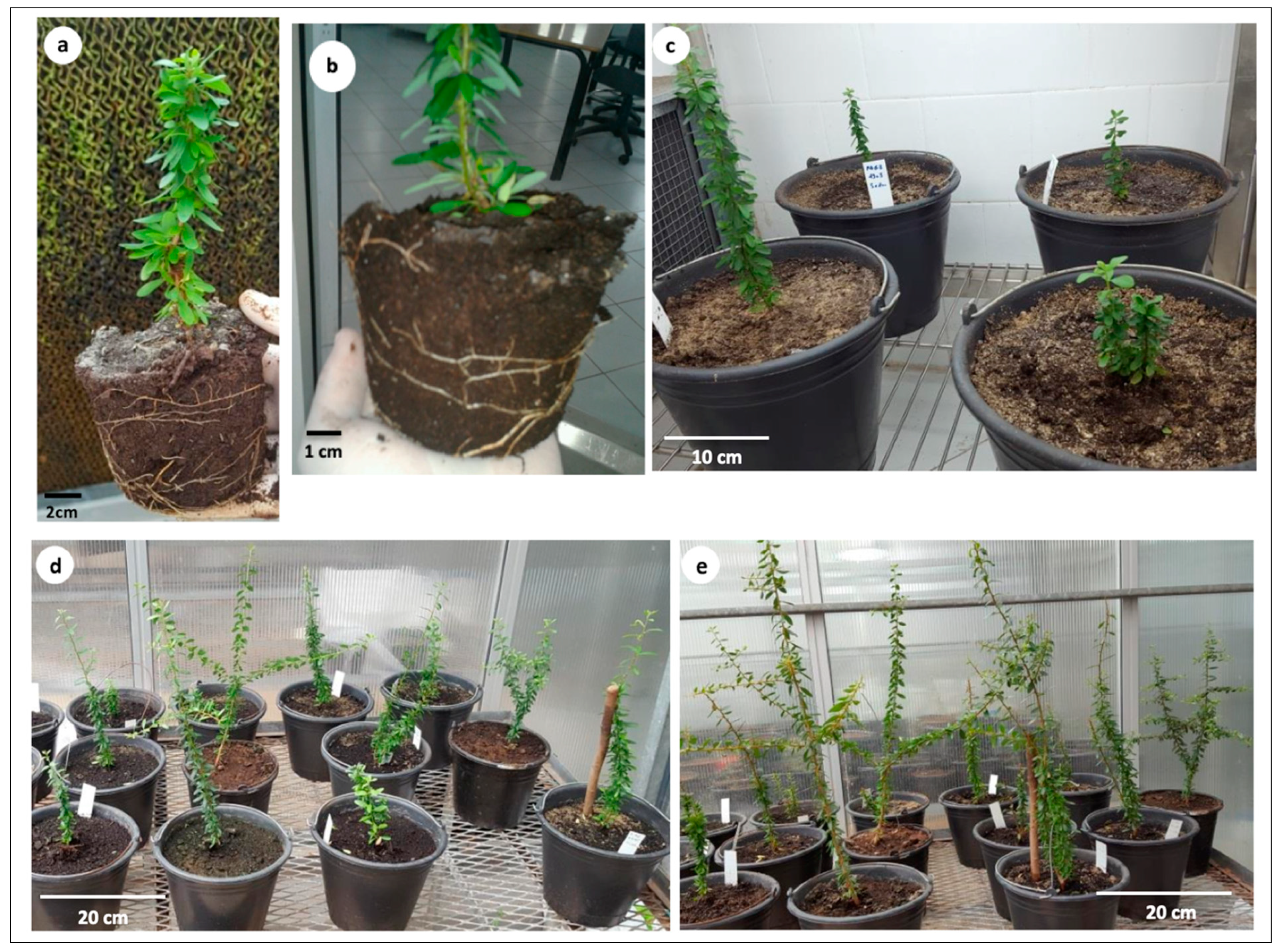 Plants 10 01062 g003