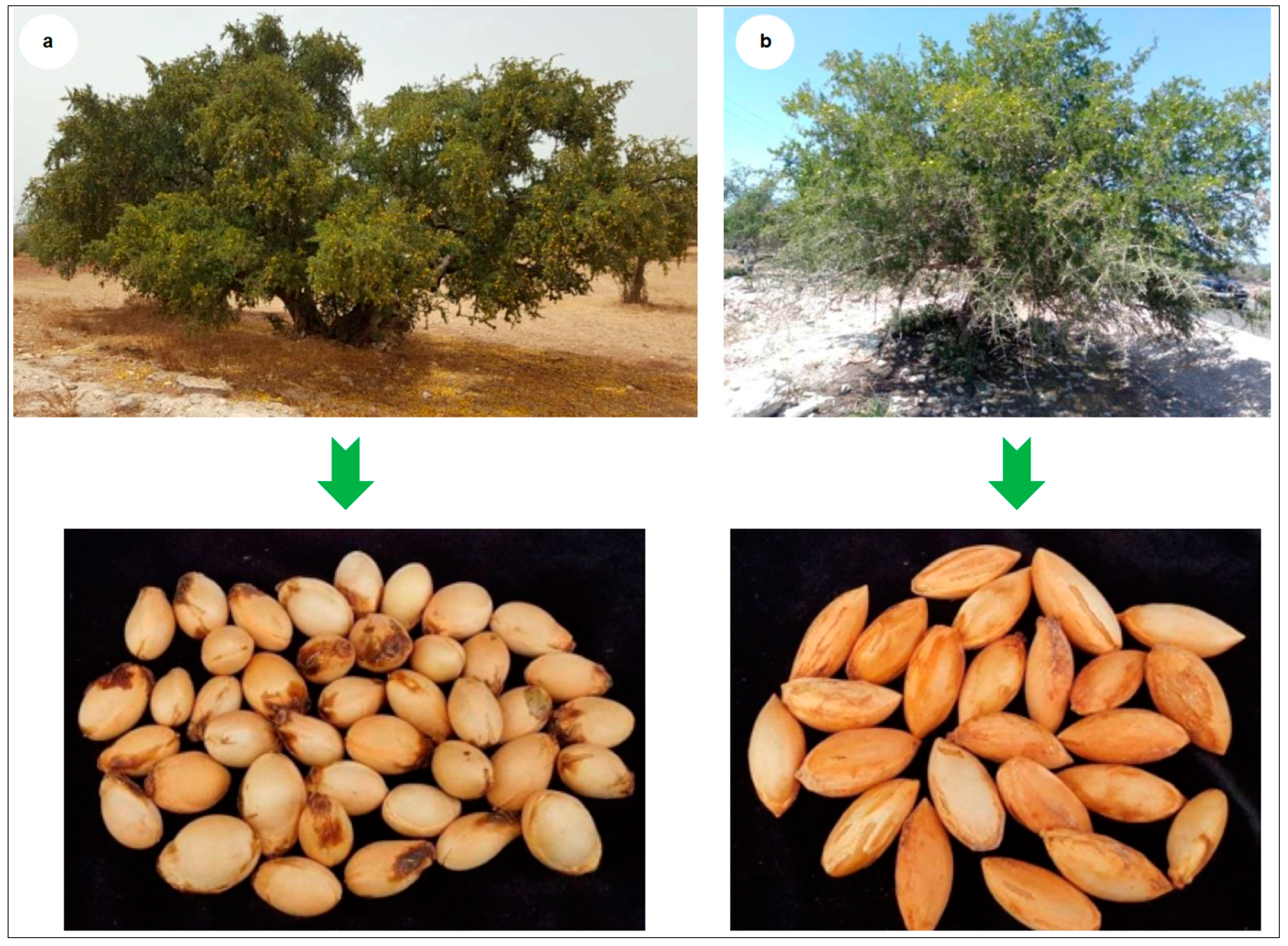 Plants 10 01062 g004