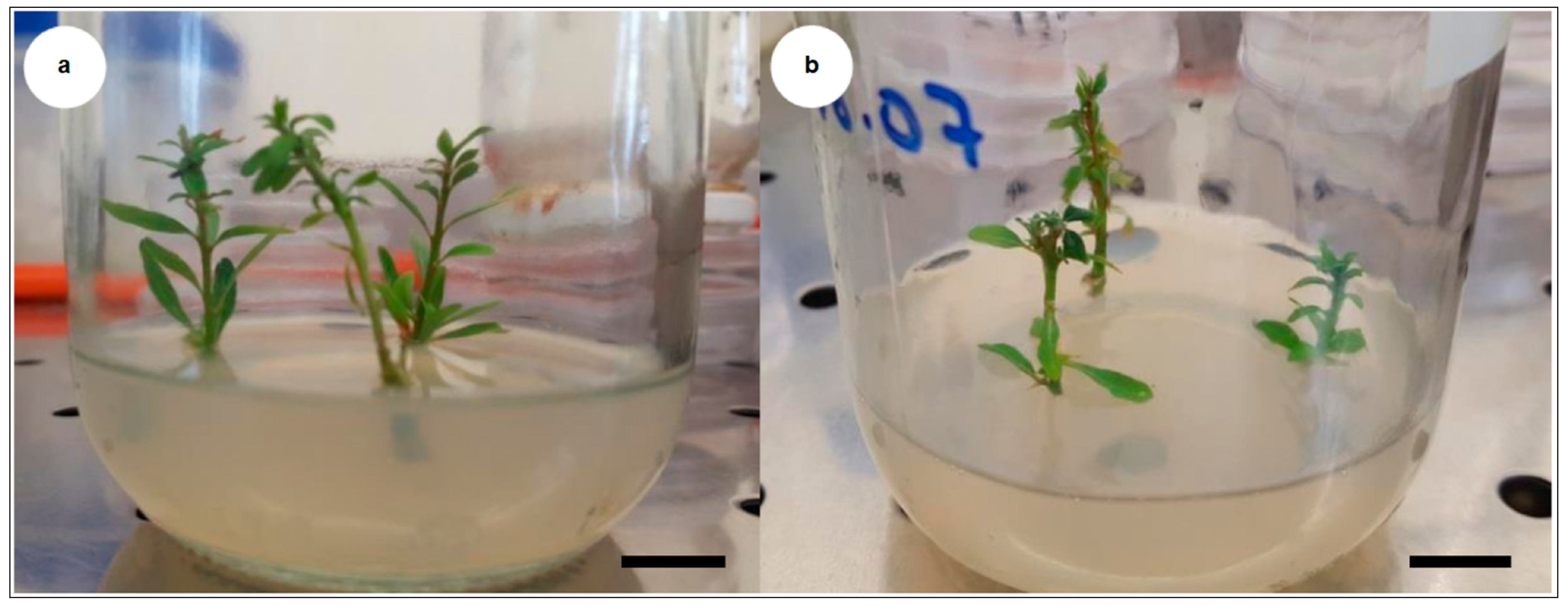 Plants 10 01062 g005