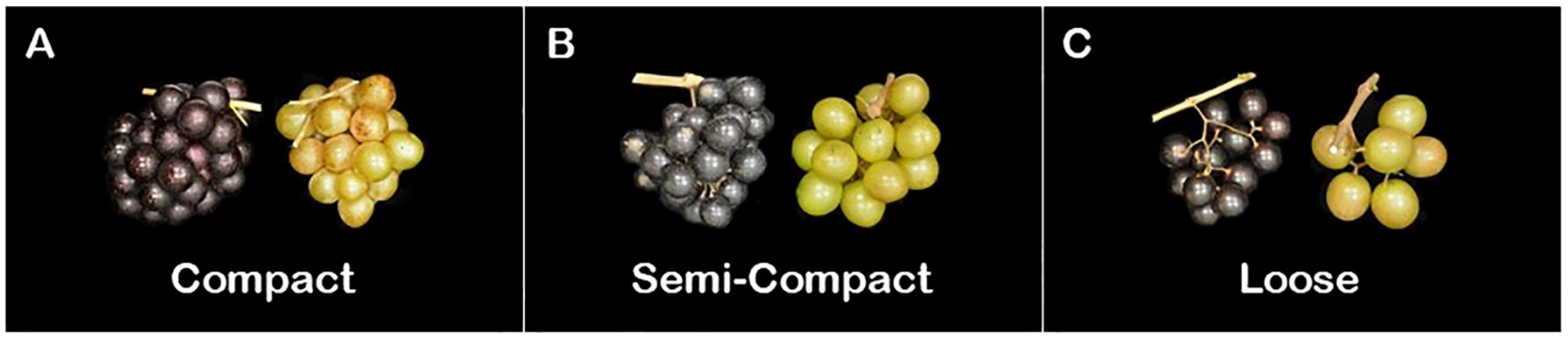 Plants 10 01067 g006 Plants 10 01067 g006