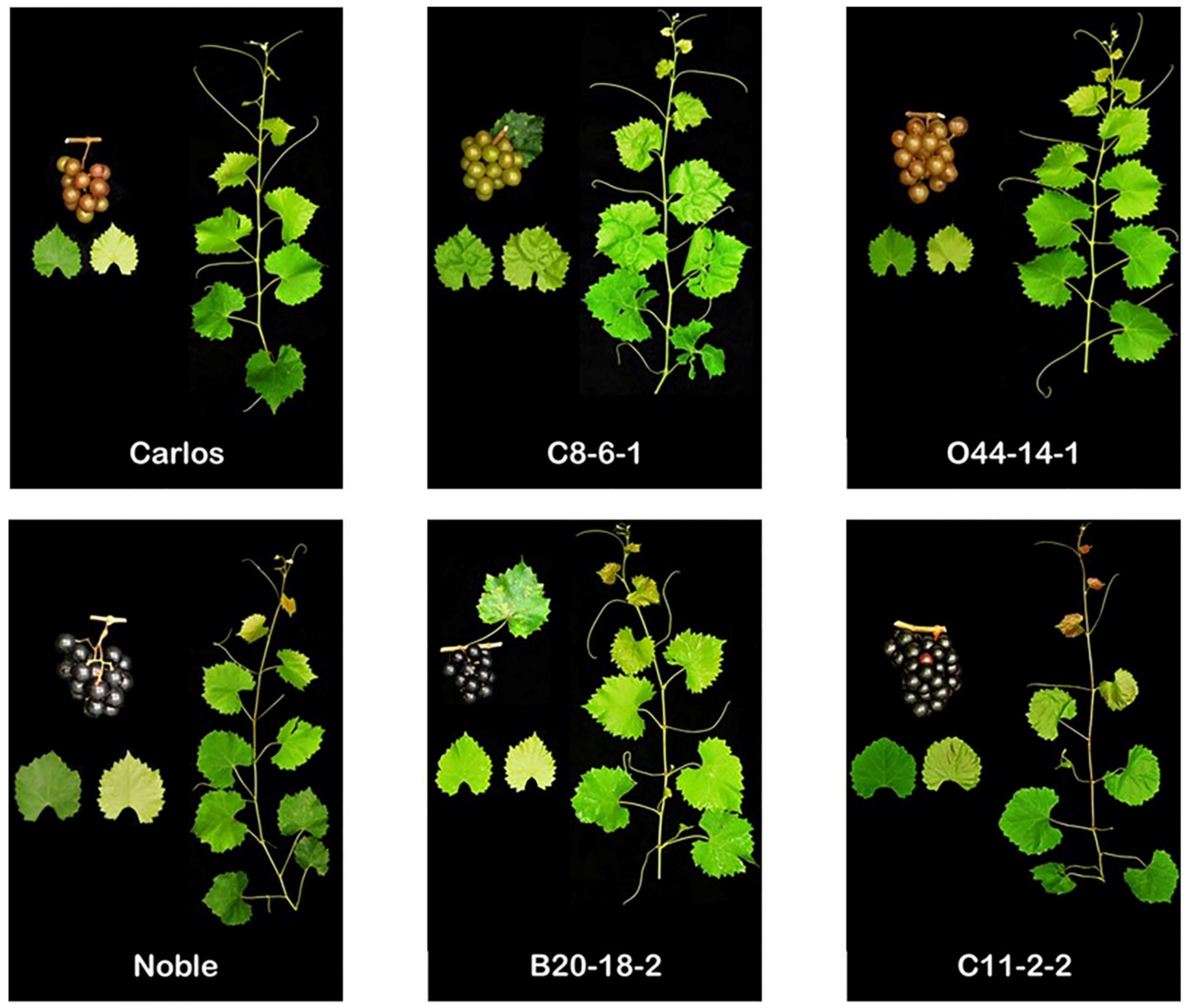 Plants 10 01067 g020 Plants 10 01067 g020