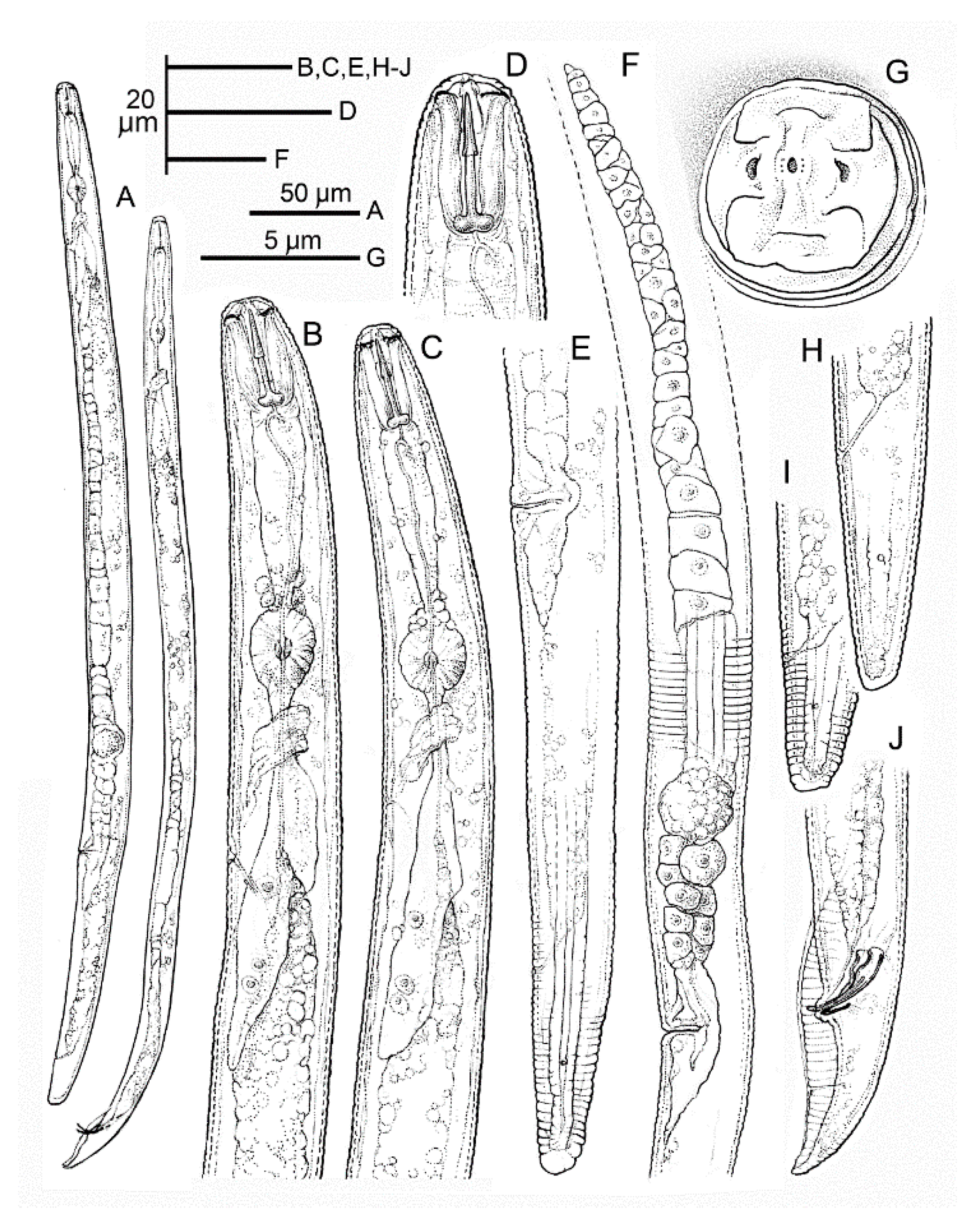 Plants 10 01068 g005 Plants 10 01068 g005