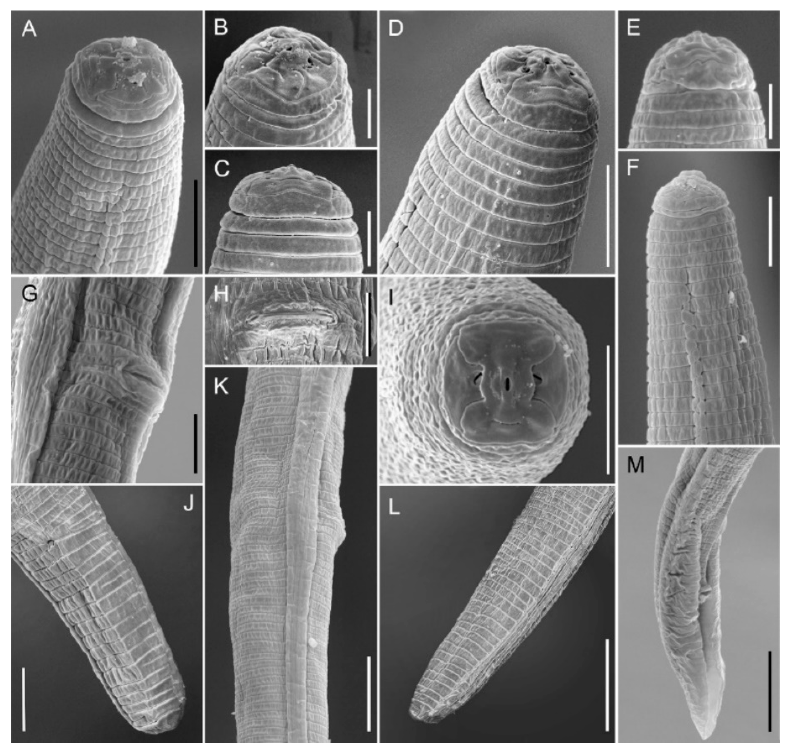 Plants 10 01068 g007 Plants 10 01068 g007