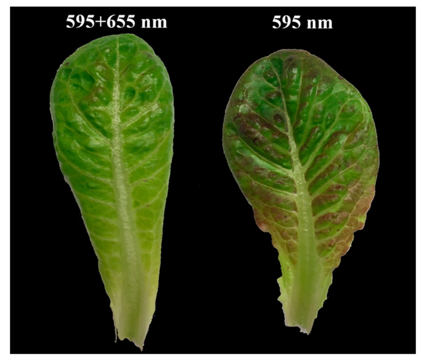 Plants 10 01075 g004 Plants 10 01075 g004