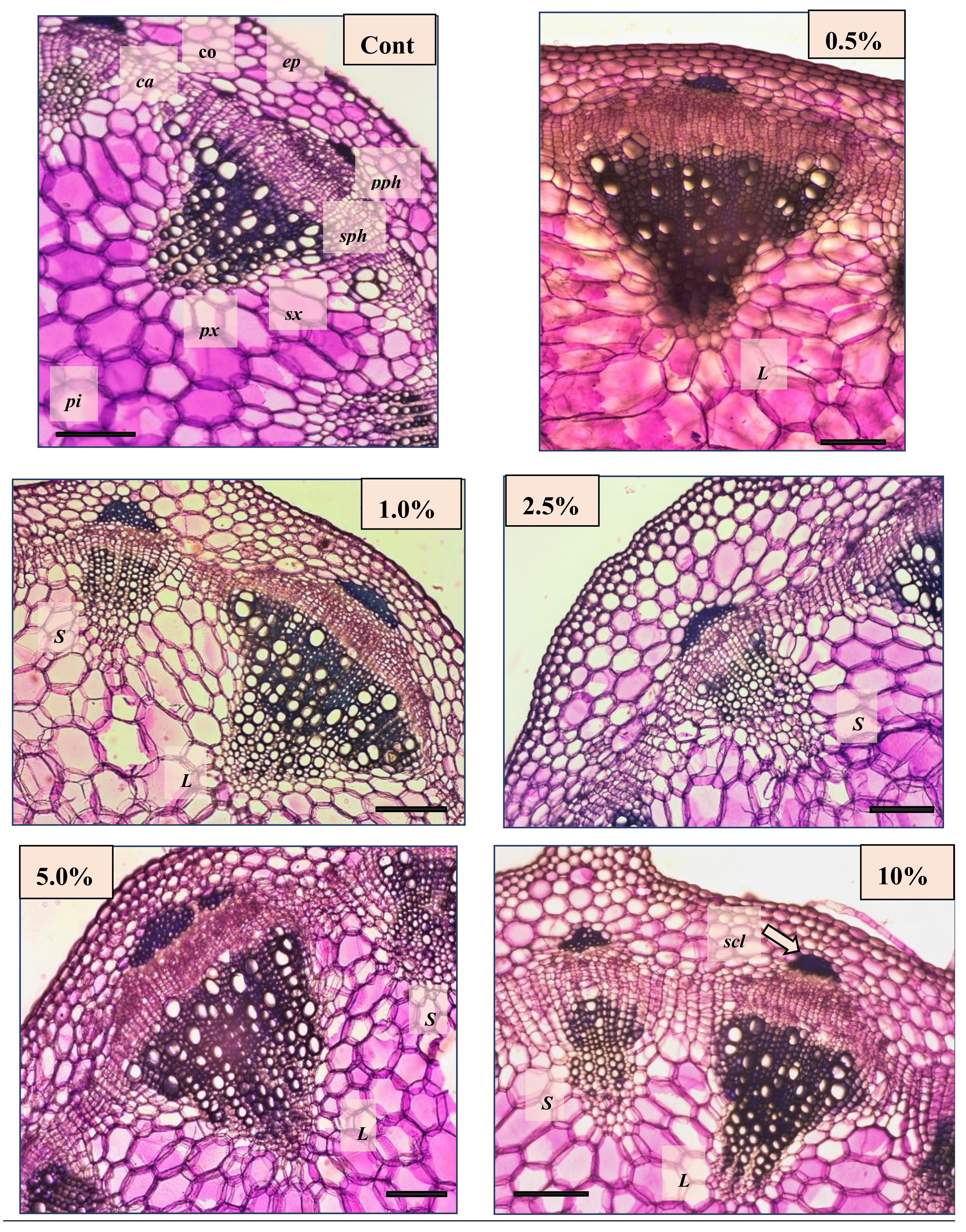 Plants 10 01076 g006 Plants 10 01076 g006