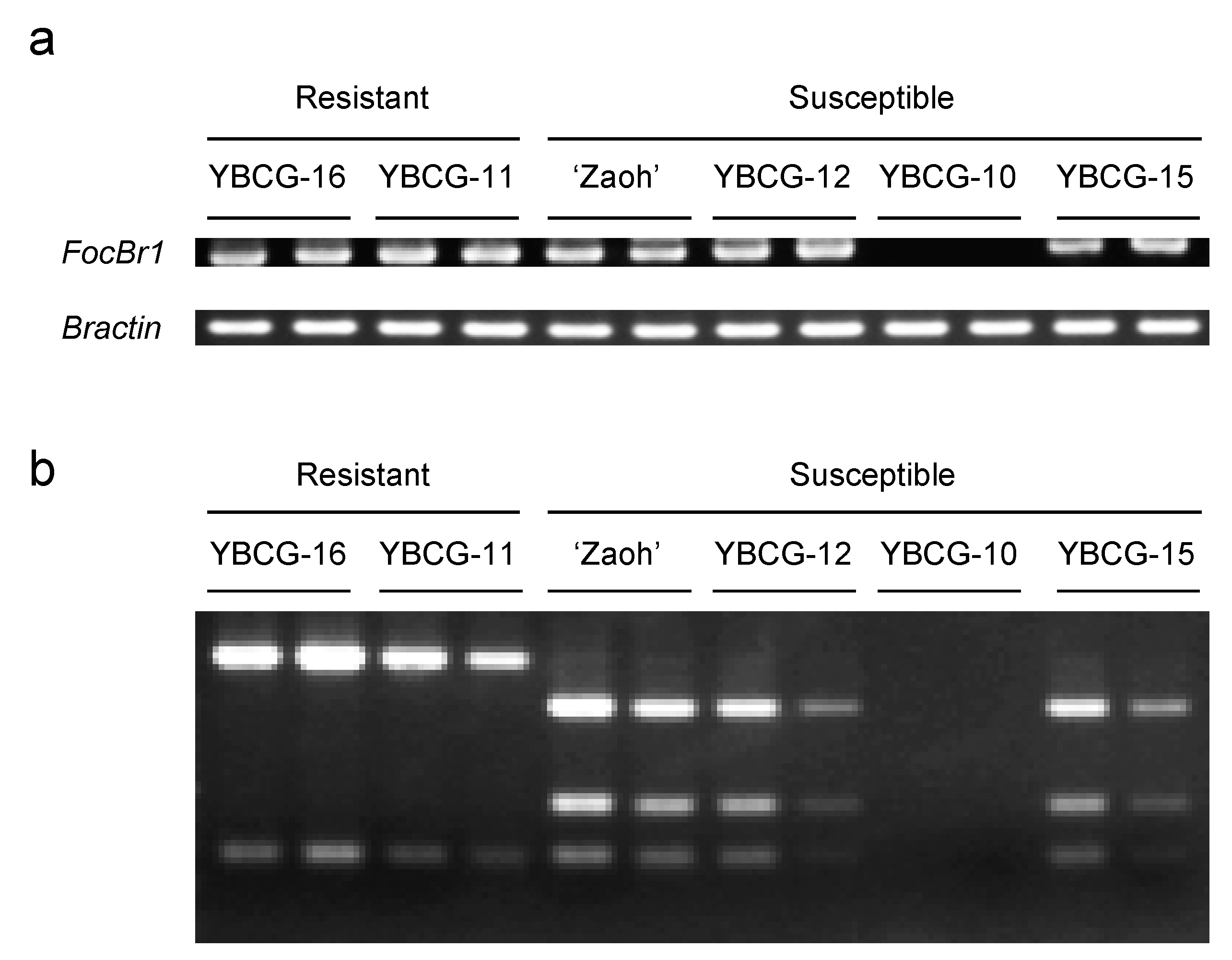 Plants 10 01082 g002