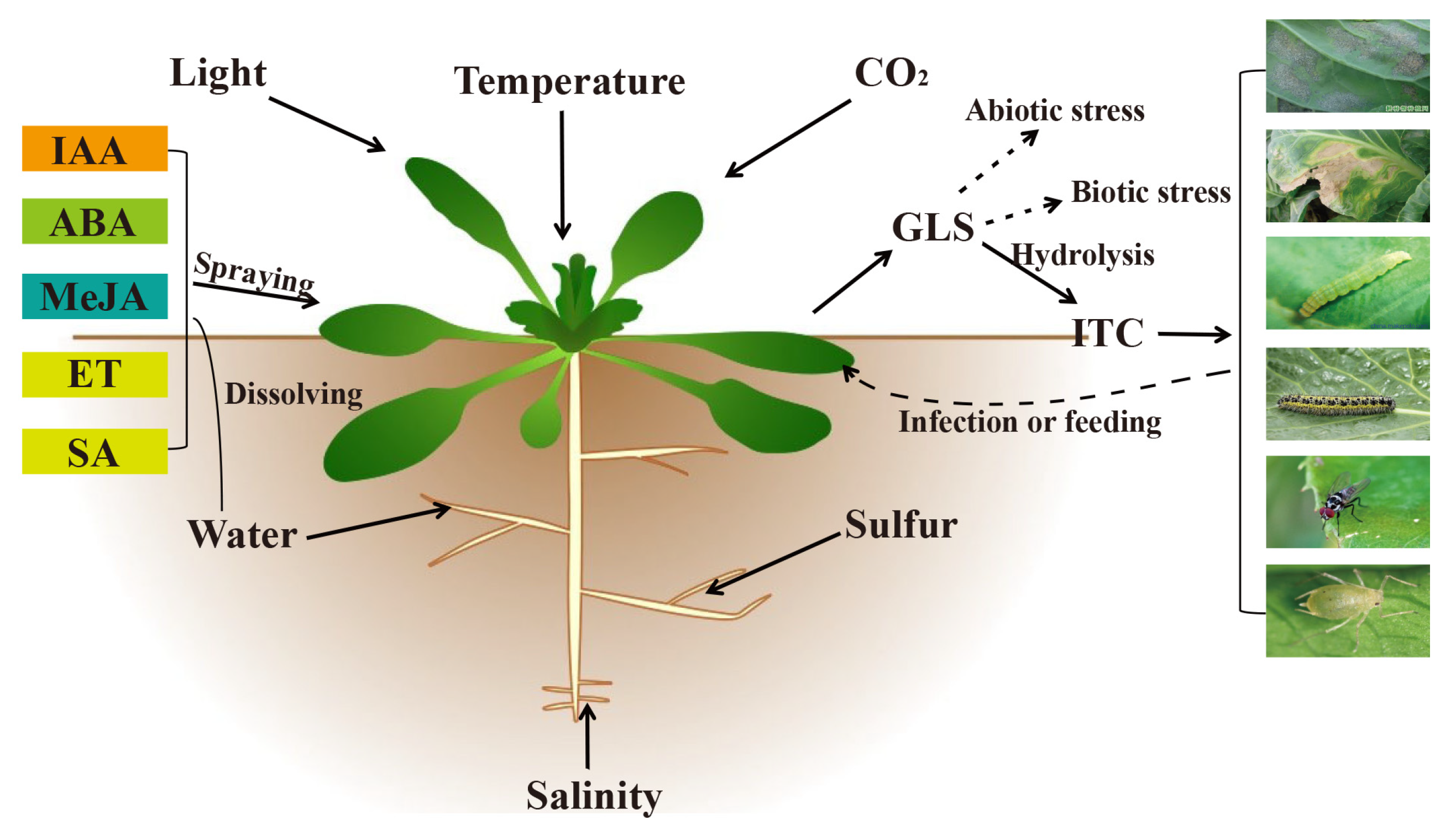 Plants 10 01097 g003 Plants 10 01097 g003