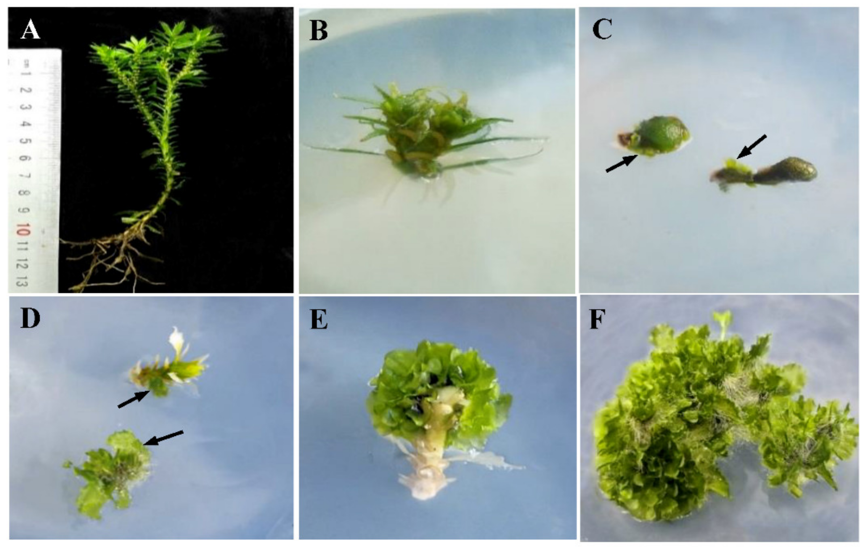 Plants 10 01112 g002