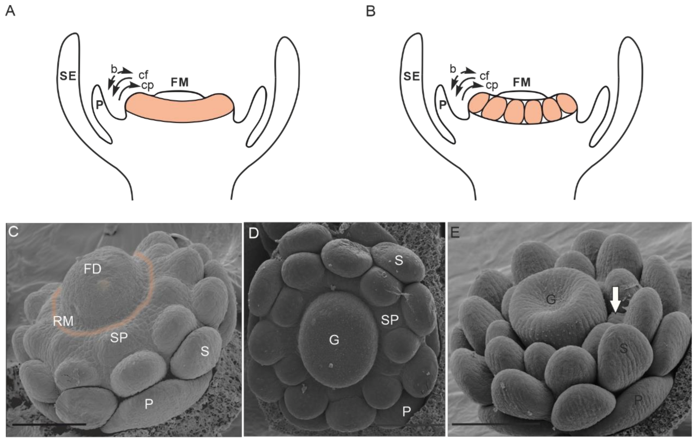 Plants 10 01140 g001