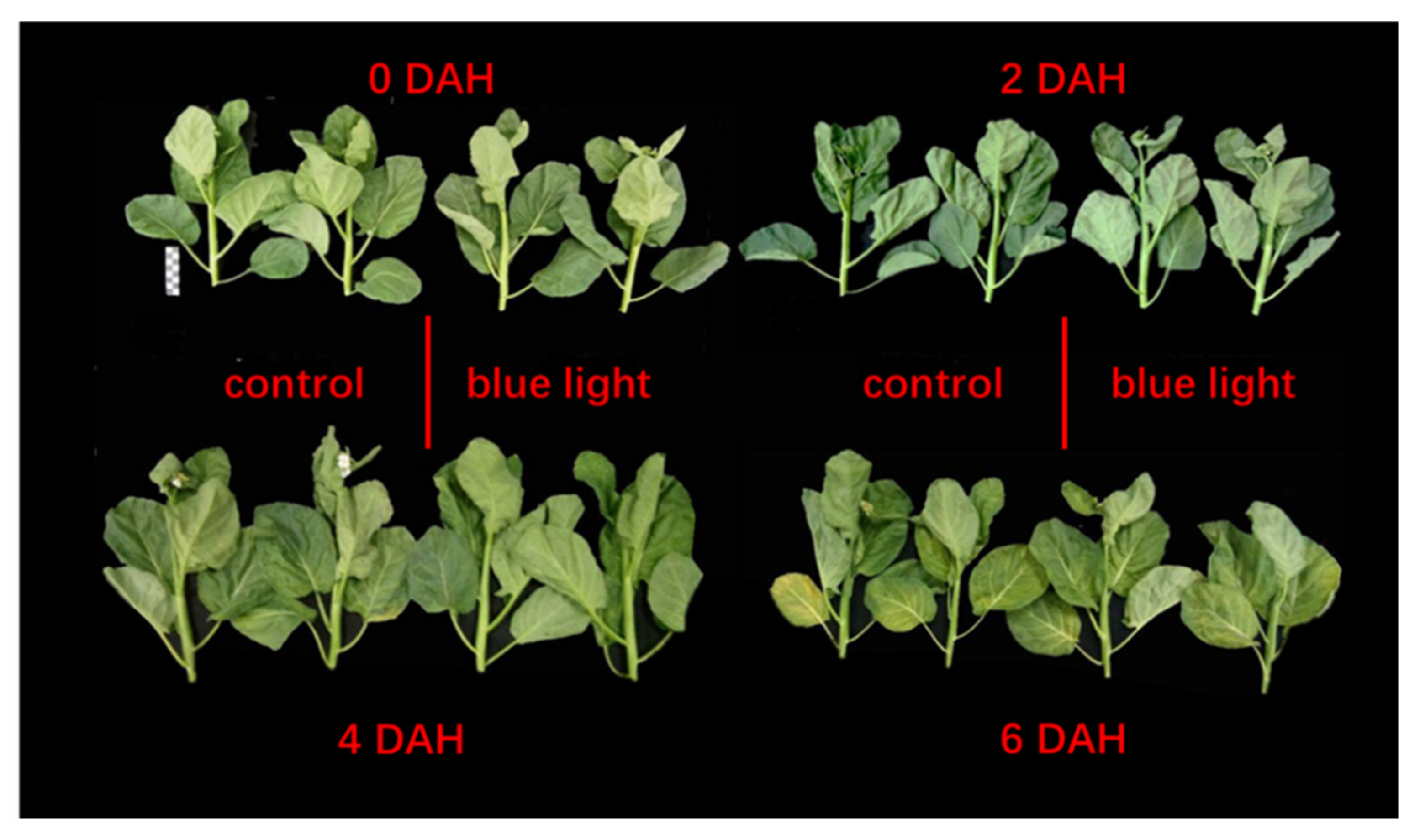 Plants 10 01177 g001