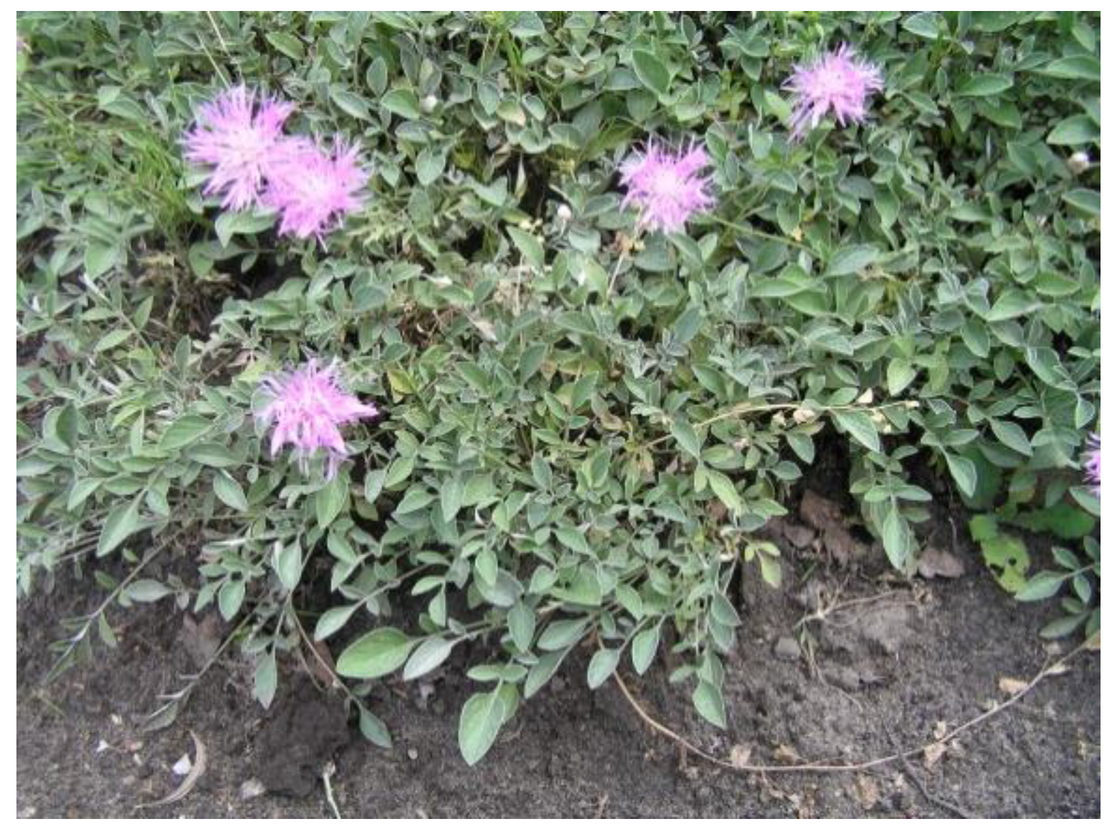 Plants 10 01180 g005