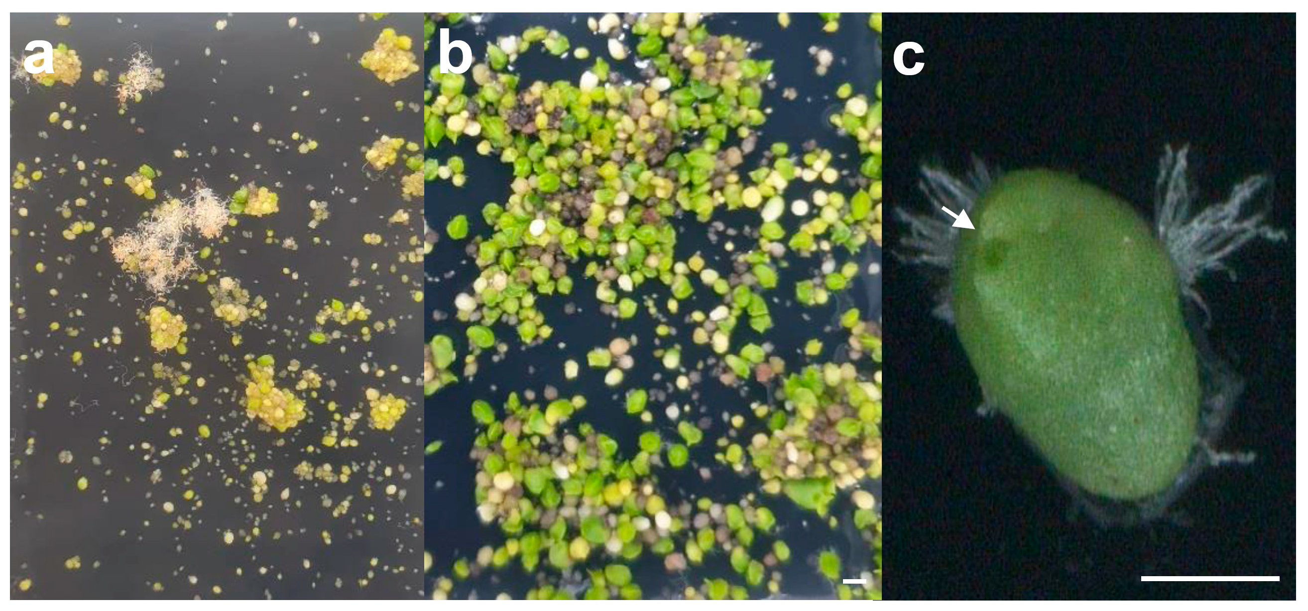 Plants 10 01193 g001 Plants 10 01193 g001