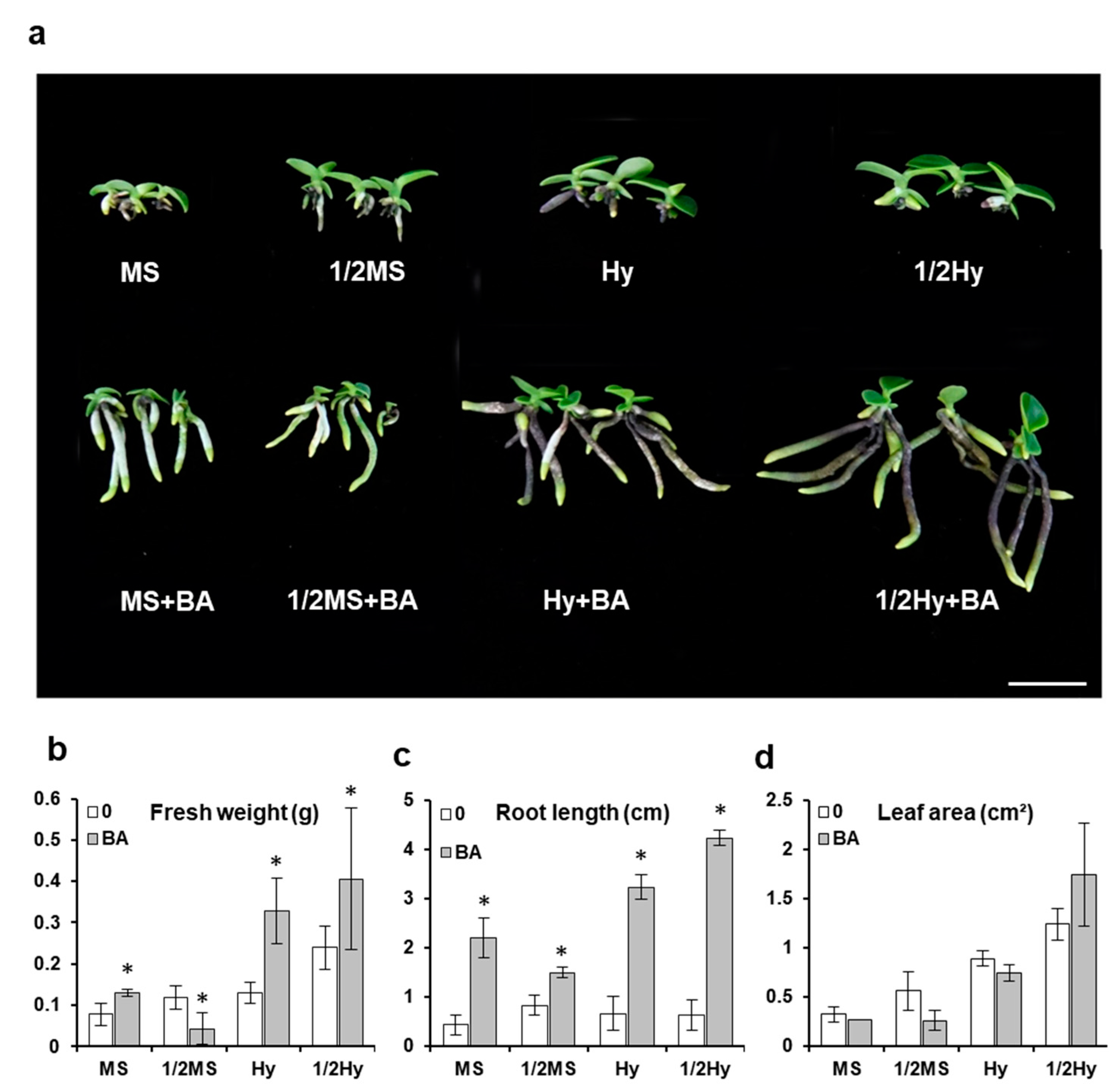 Plants 10 01193 g004 Plants 10 01193 g004