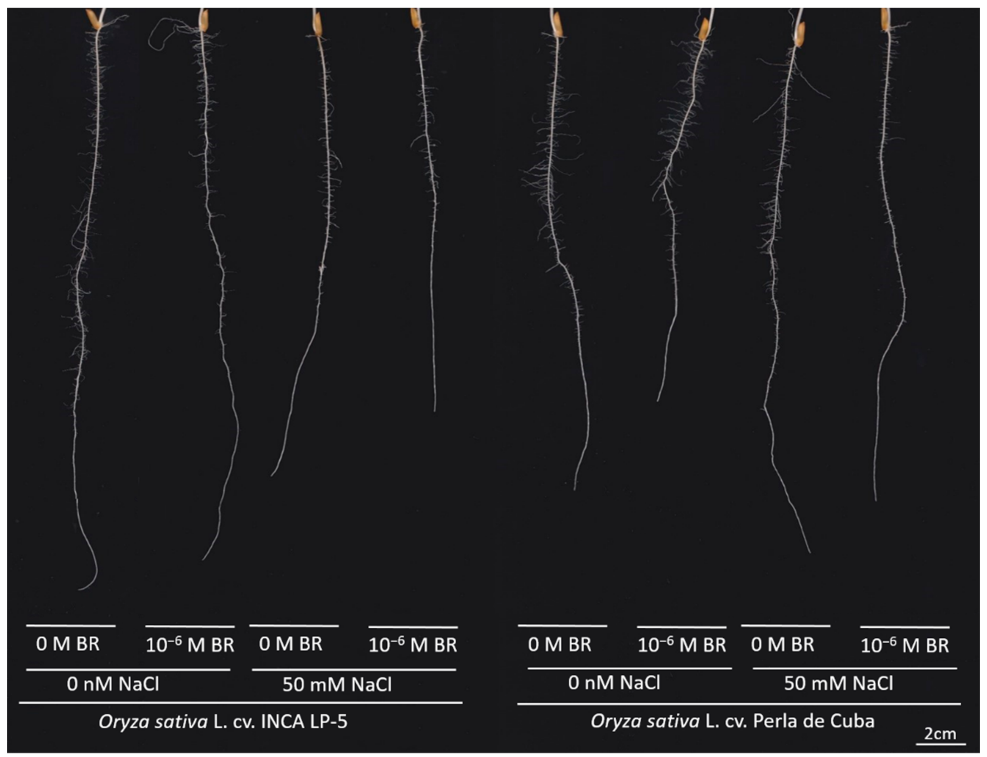 Plants 10 01194 g001 Plants 10 01194 g001