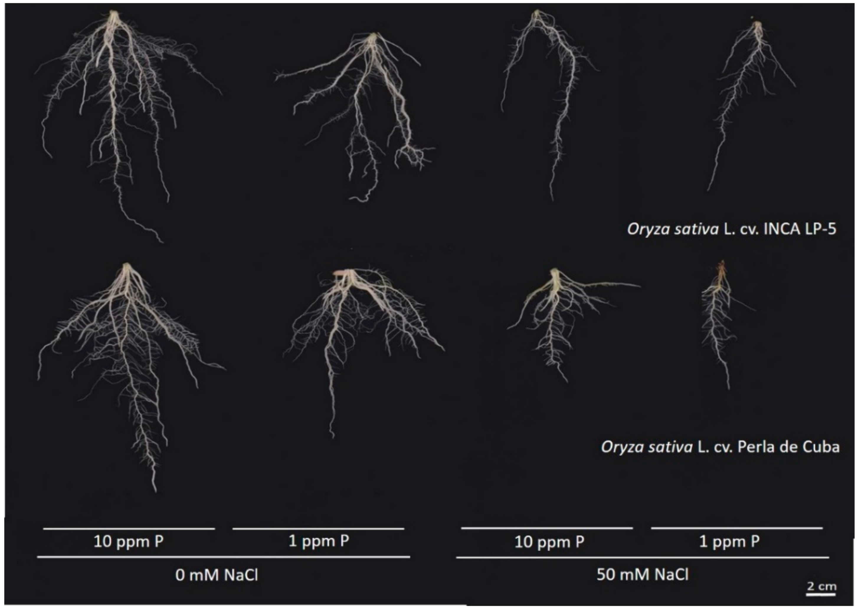 Plants 10 01194 g003 Plants 10 01194 g003