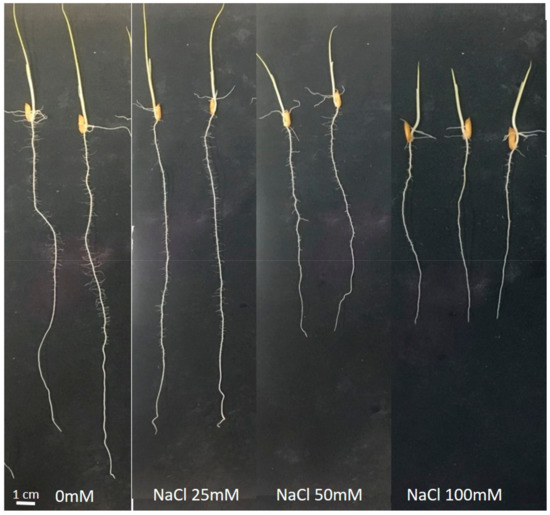 Plants 10 01194 g0a2