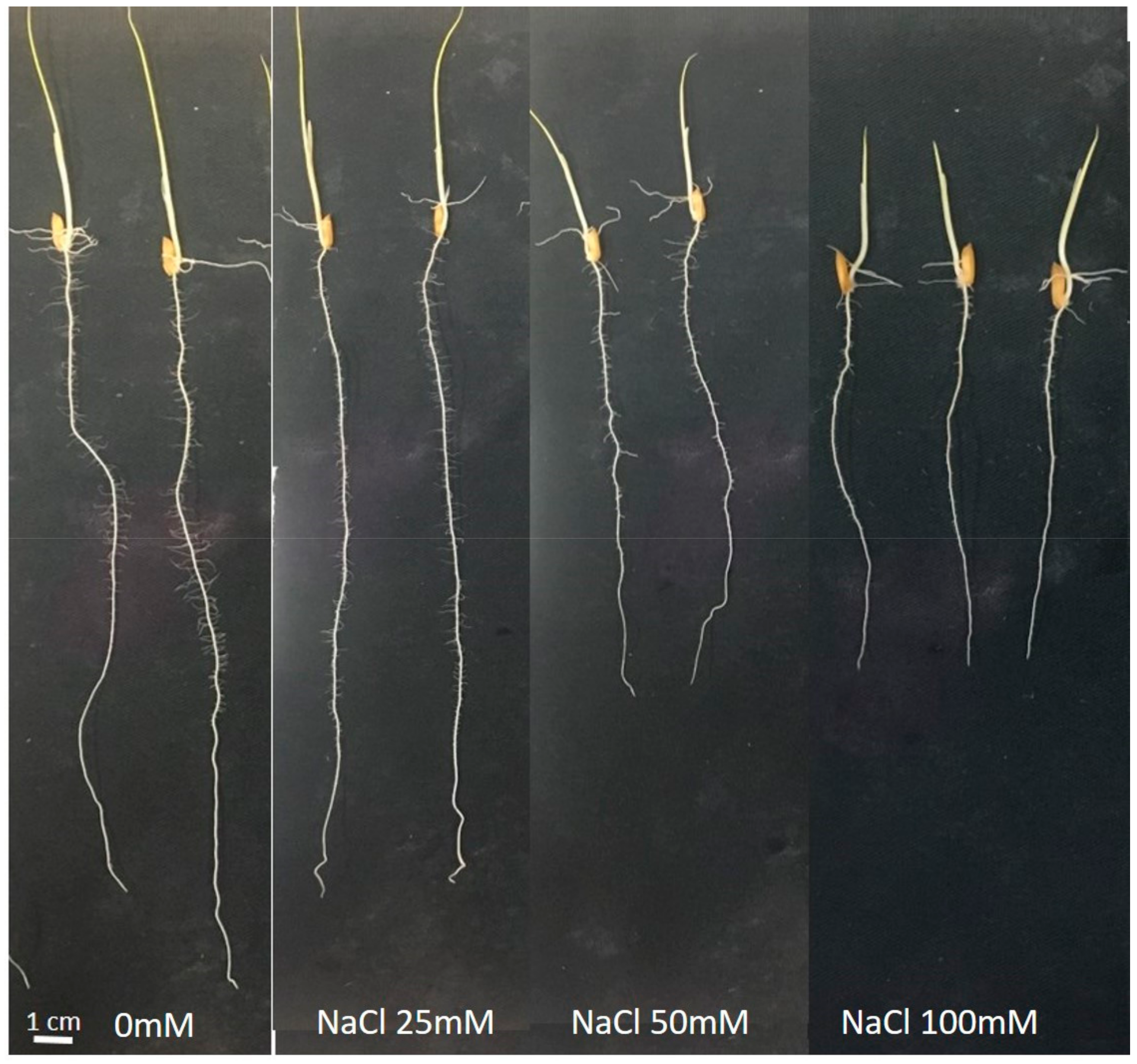 Plants 10 01194 g0a2 Plants 10 01194 g0a2