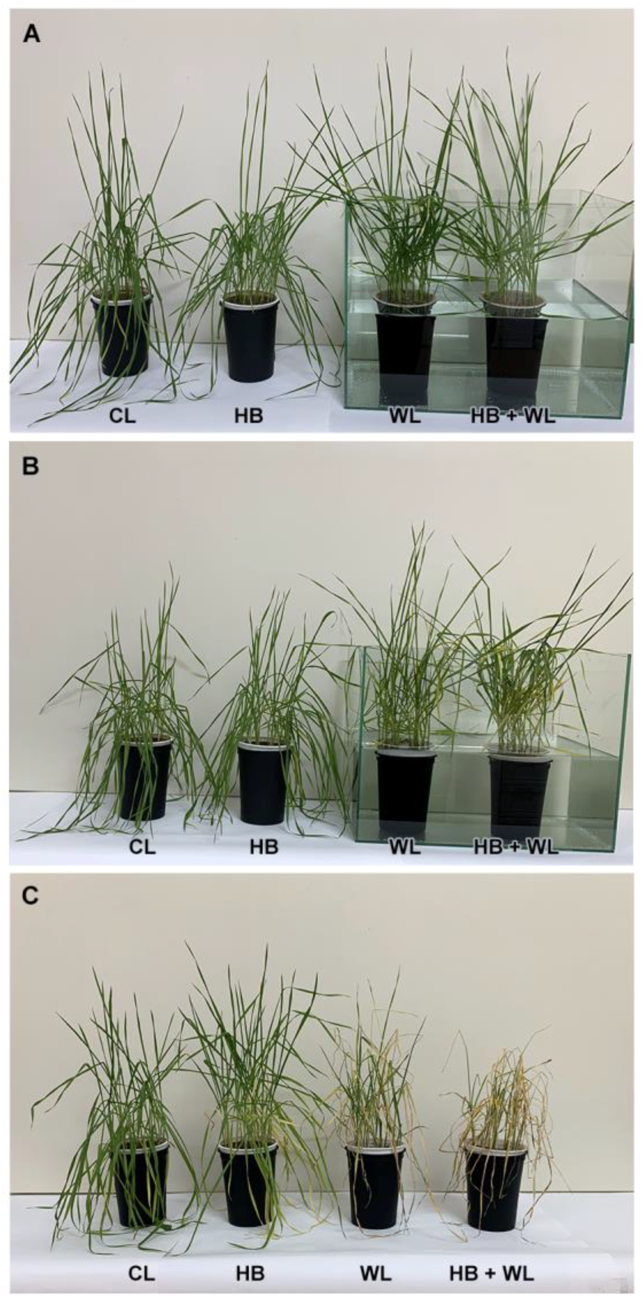Plants 10 01195 g001 Plants 10 01195 g001