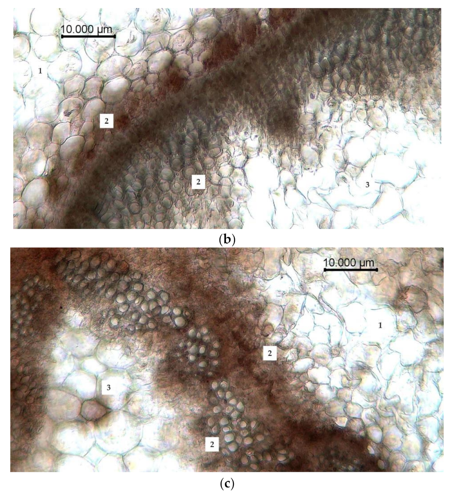 Plants 10 01196 g004b Plants 10 01196 g004b