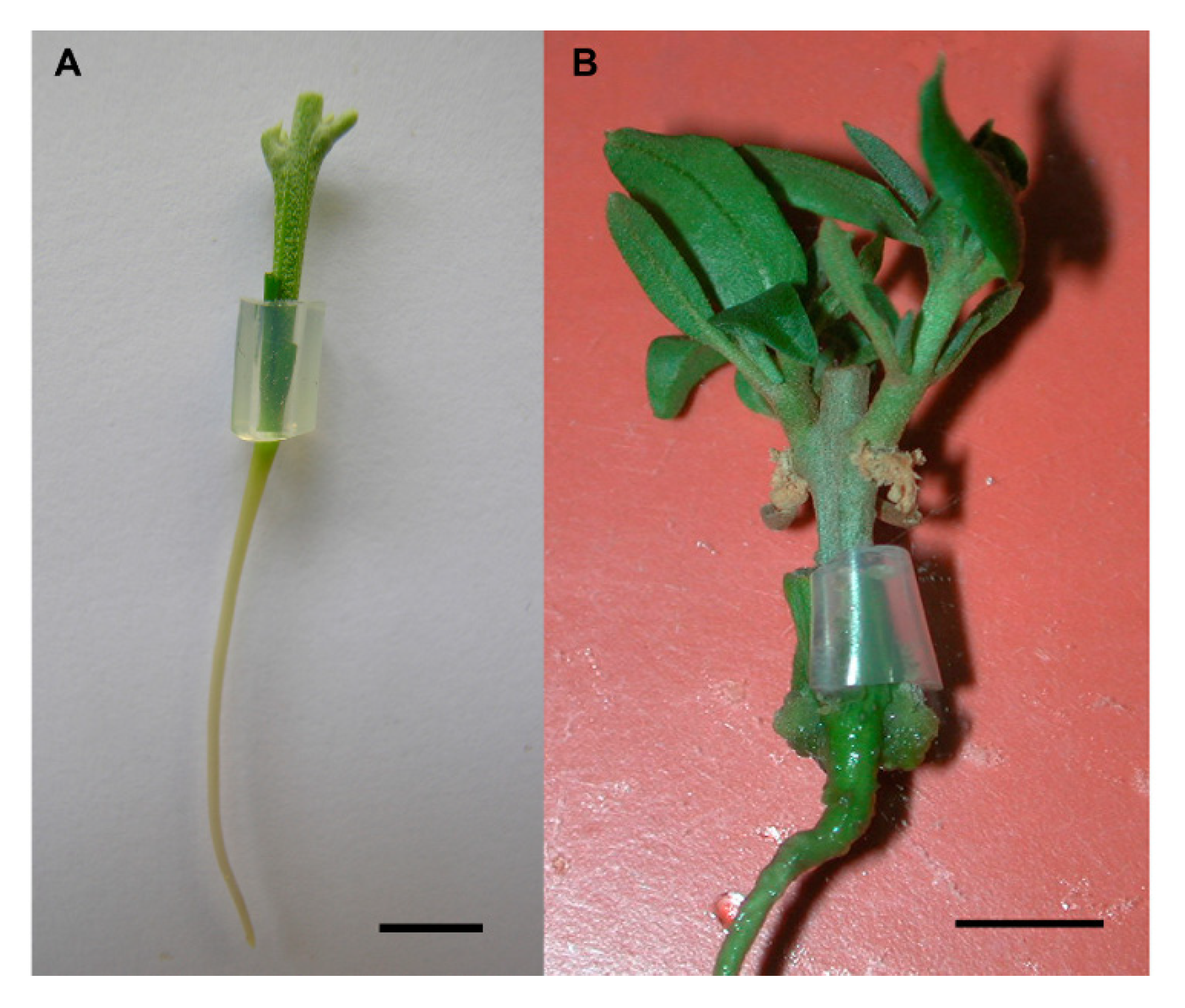 Plants 10 01197 g001 Plants 10 01197 g001