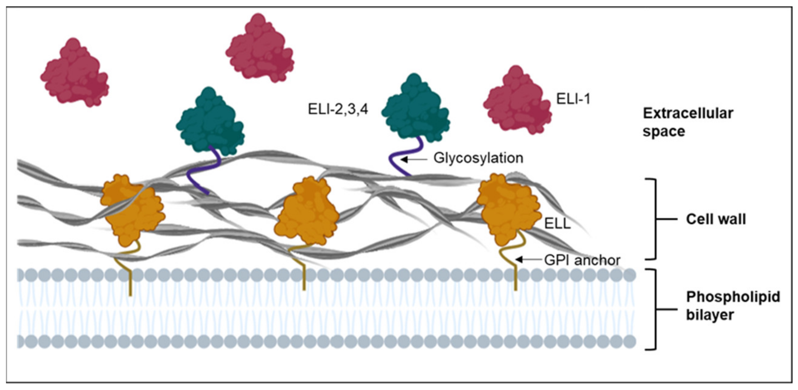 Plants 10 01201 g001