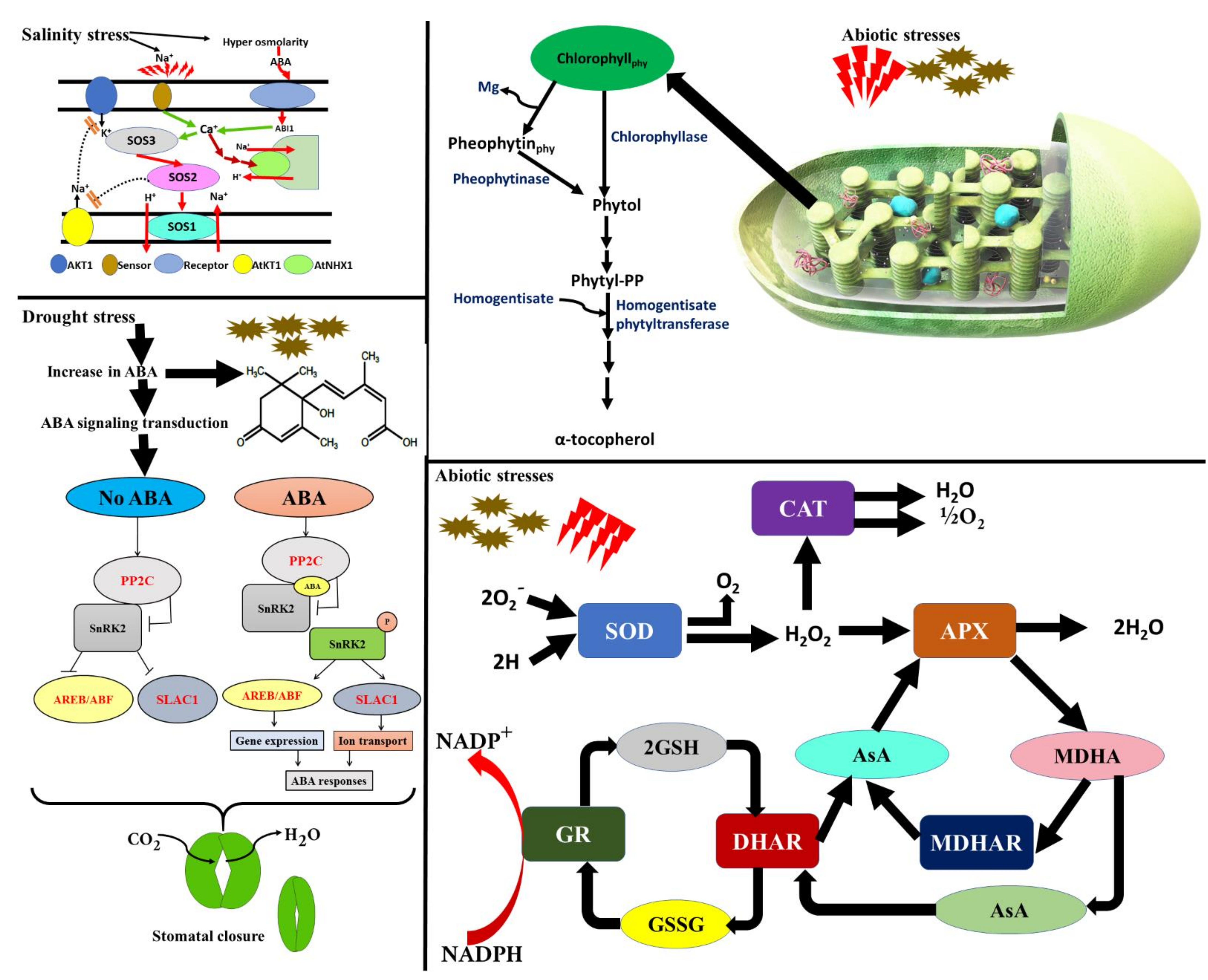 Plants 10 01221 g003