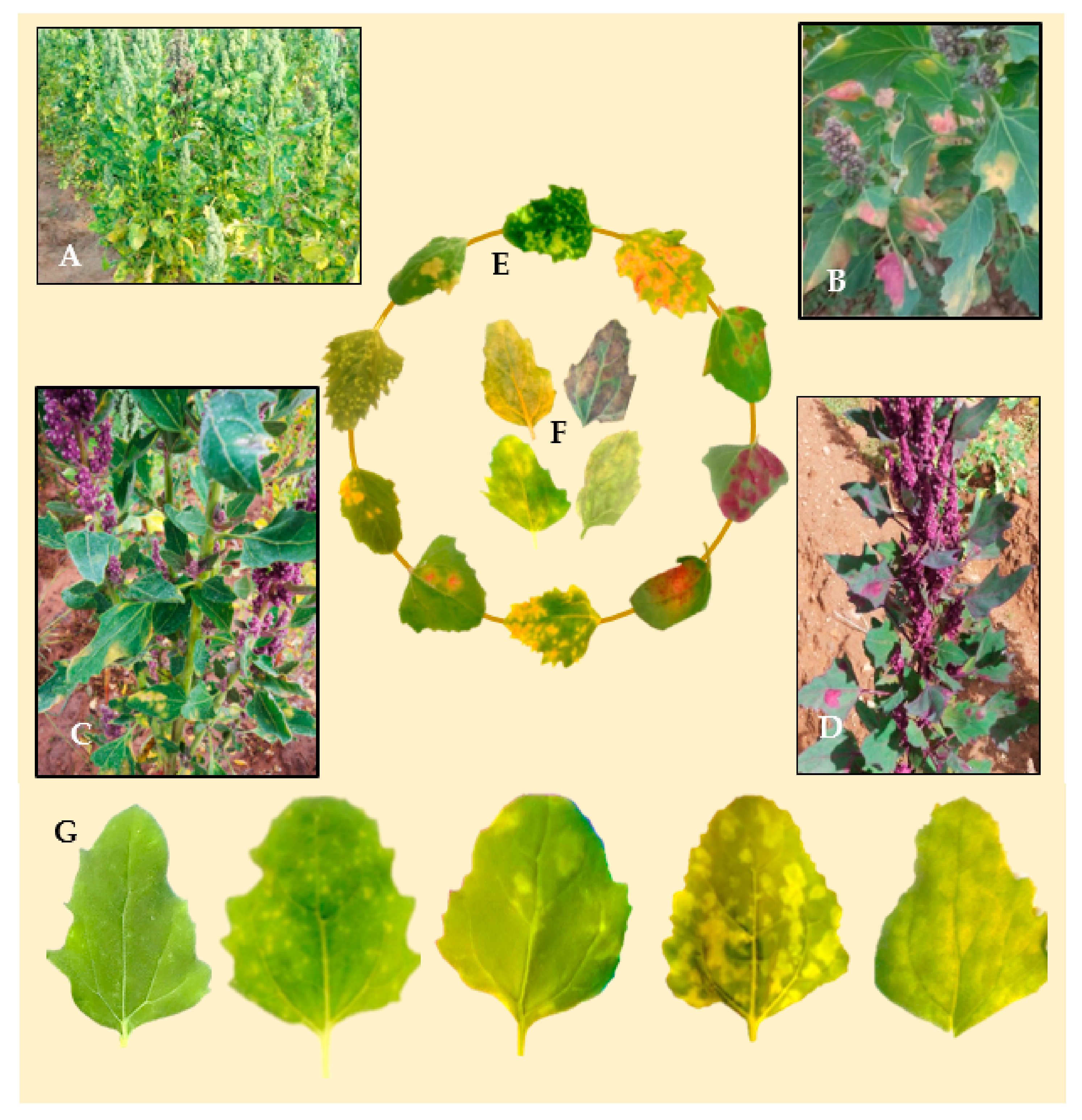 Plants 10 01228 g004 Plants 10 01228 g004