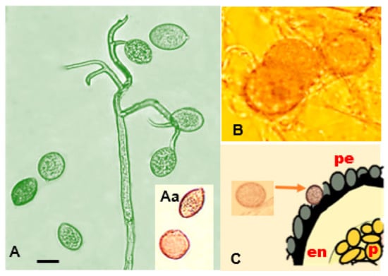 Plants 10 01228 g005