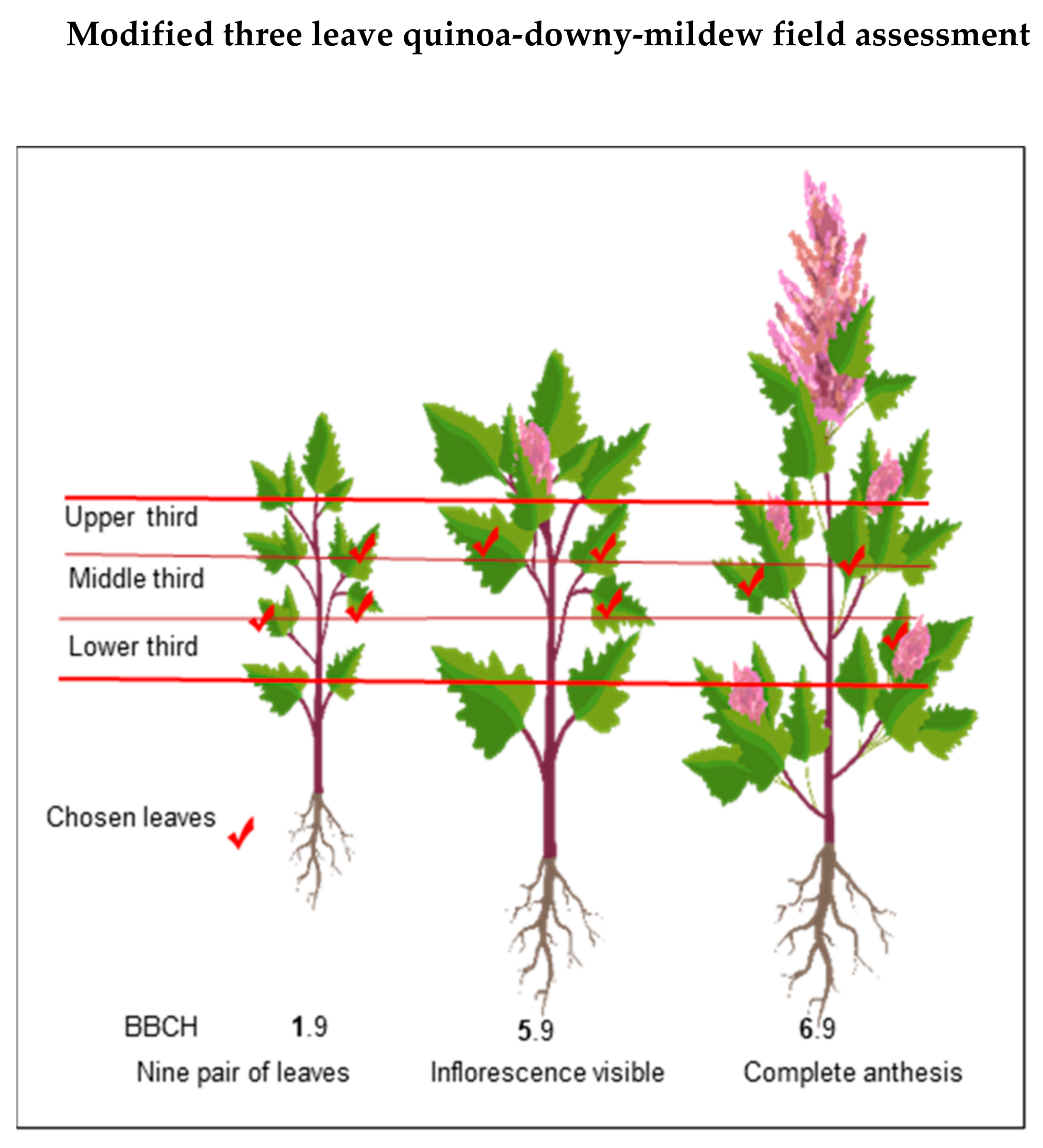 Plants 10 01228 g008 Plants 10 01228 g008