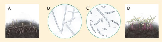 Plants 10 01228 g018