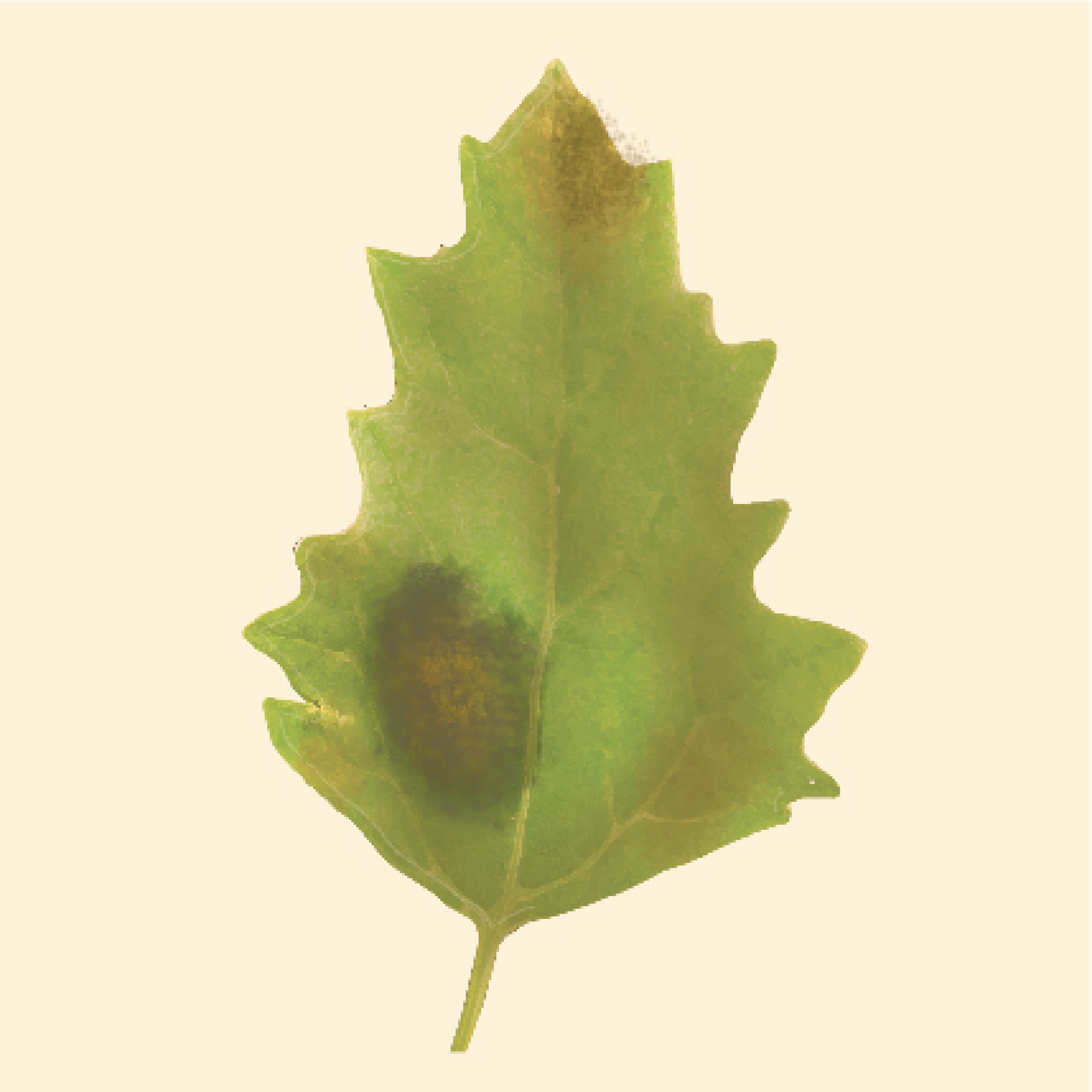 Plants 10 01228 g019 Plants 10 01228 g019