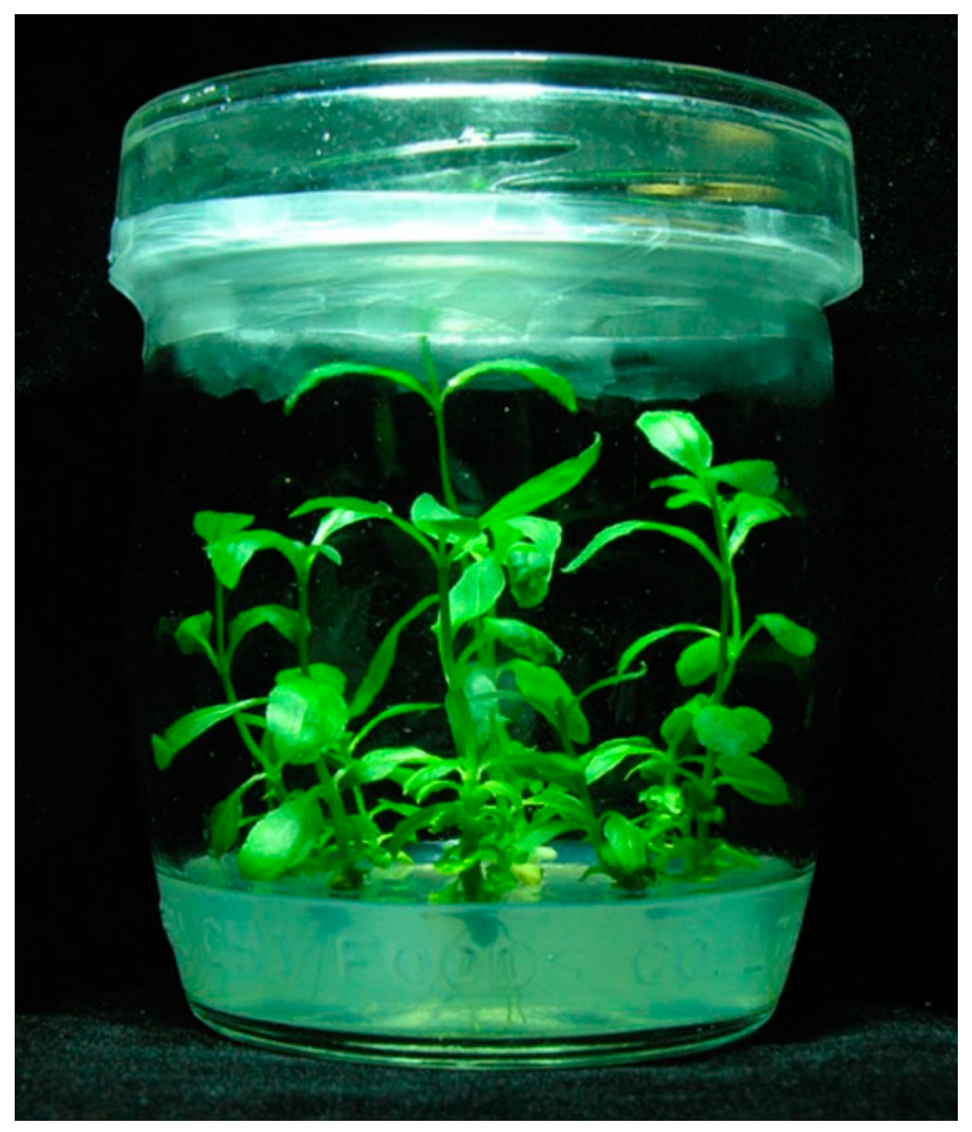 Plants 10 01232 g001 Plants 10 01232 g001