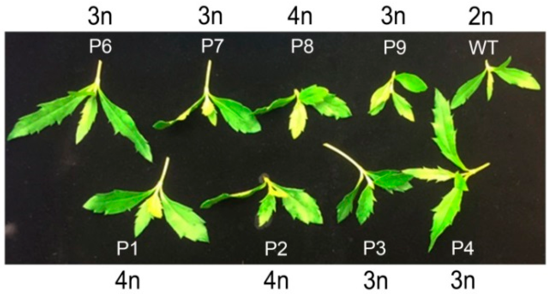 Plants 10 01232 g004 Plants 10 01232 g004