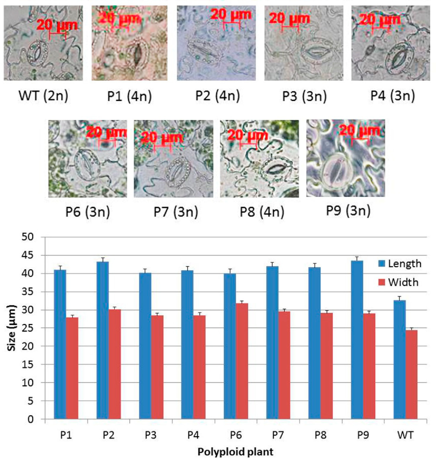 Plants 10 01232 g005 Plants 10 01232 g005