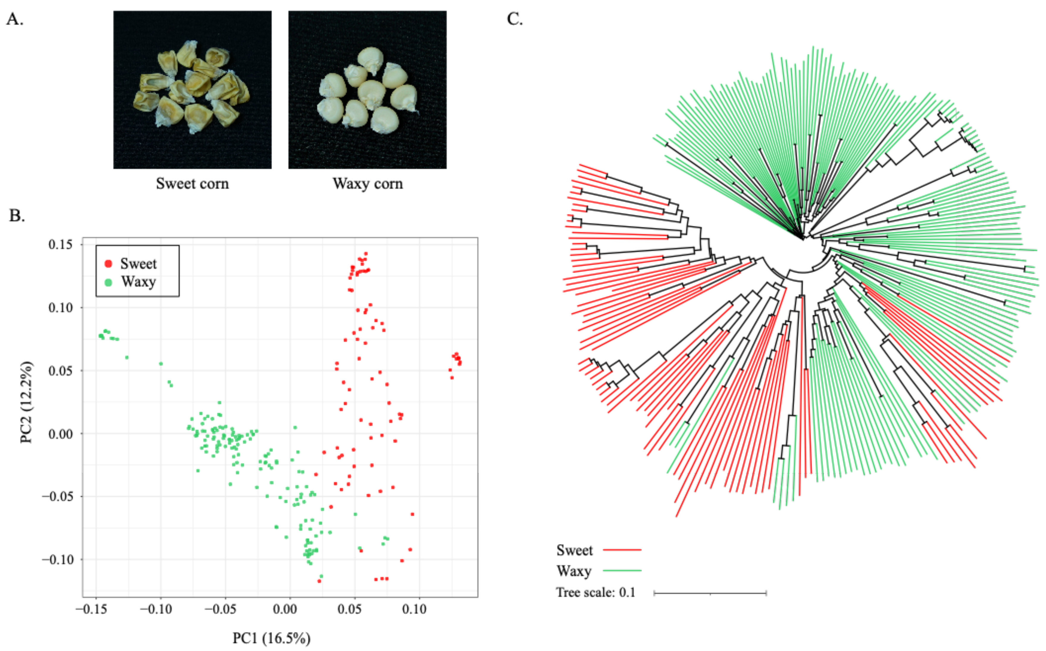 Plants 10 01239 g001