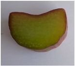 Plants 10 01244 i002