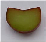 Plants 10 01244 i004