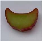 Plants 10 01244 i005