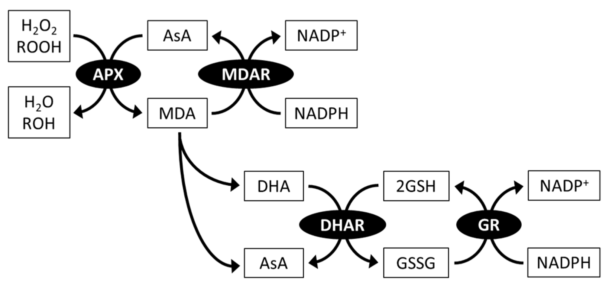 Plants 10 01250 g003 Plants 10 01250 g003