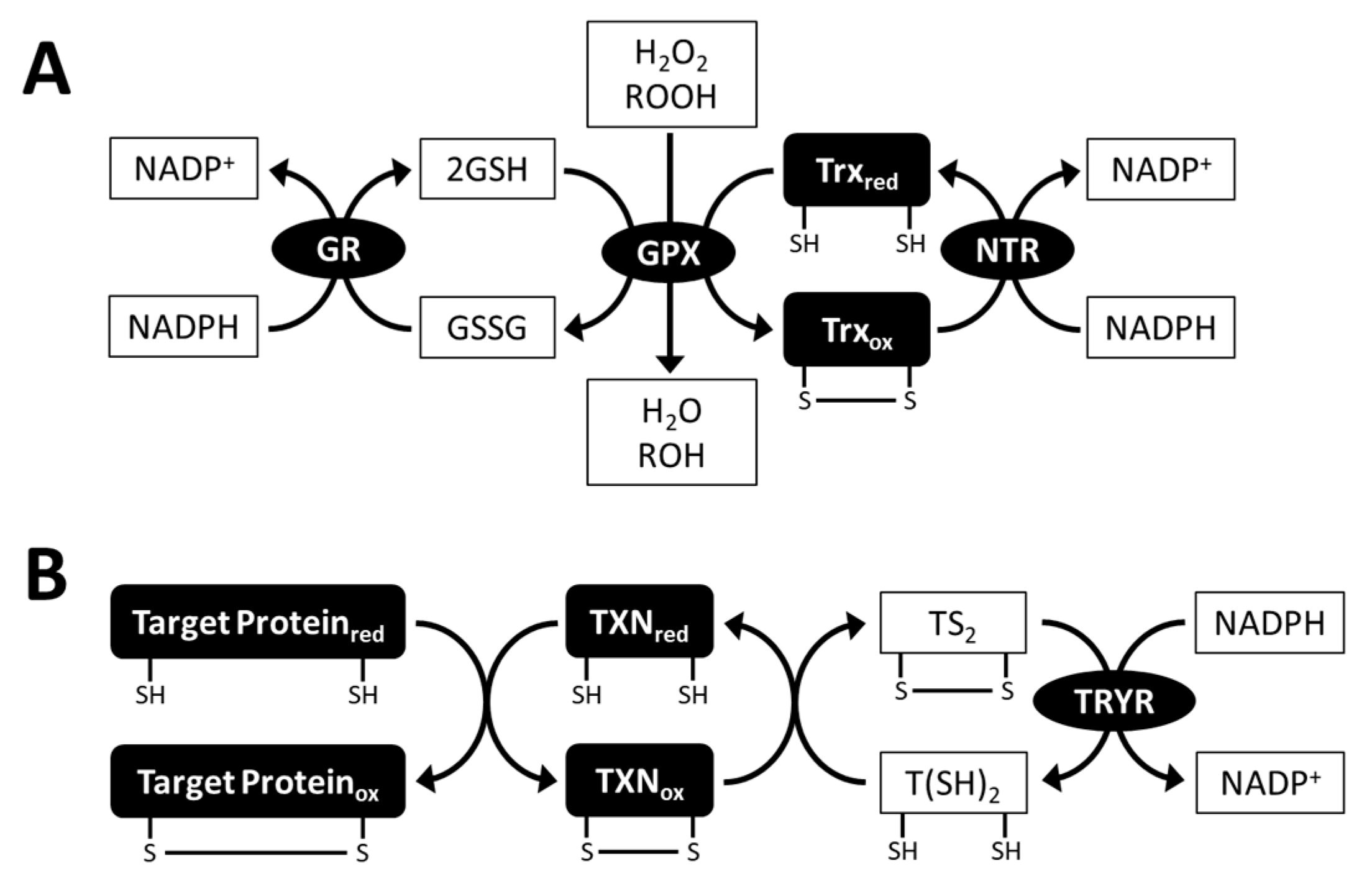 Plants 10 01250 g005 Plants 10 01250 g005