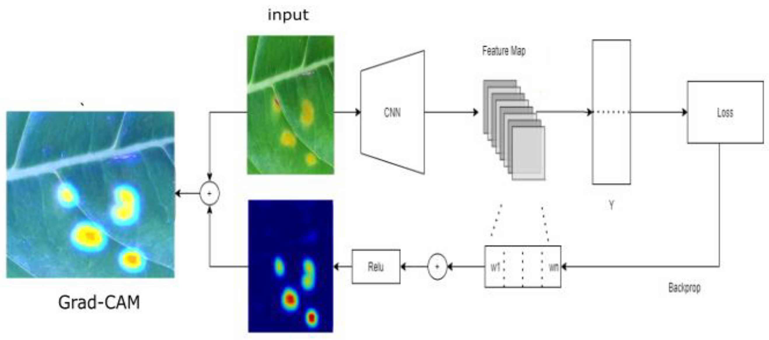 Plants 10 01257 g001