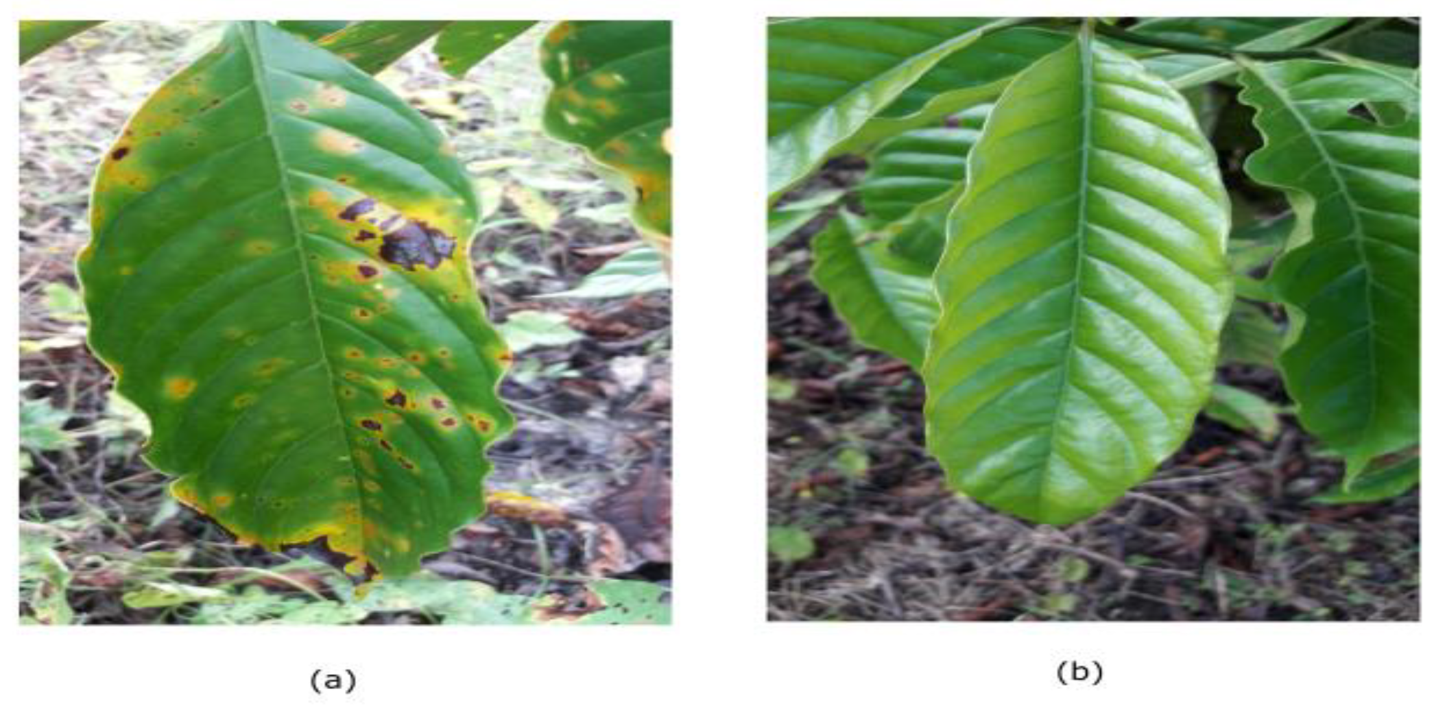 Plants 10 01257 g003